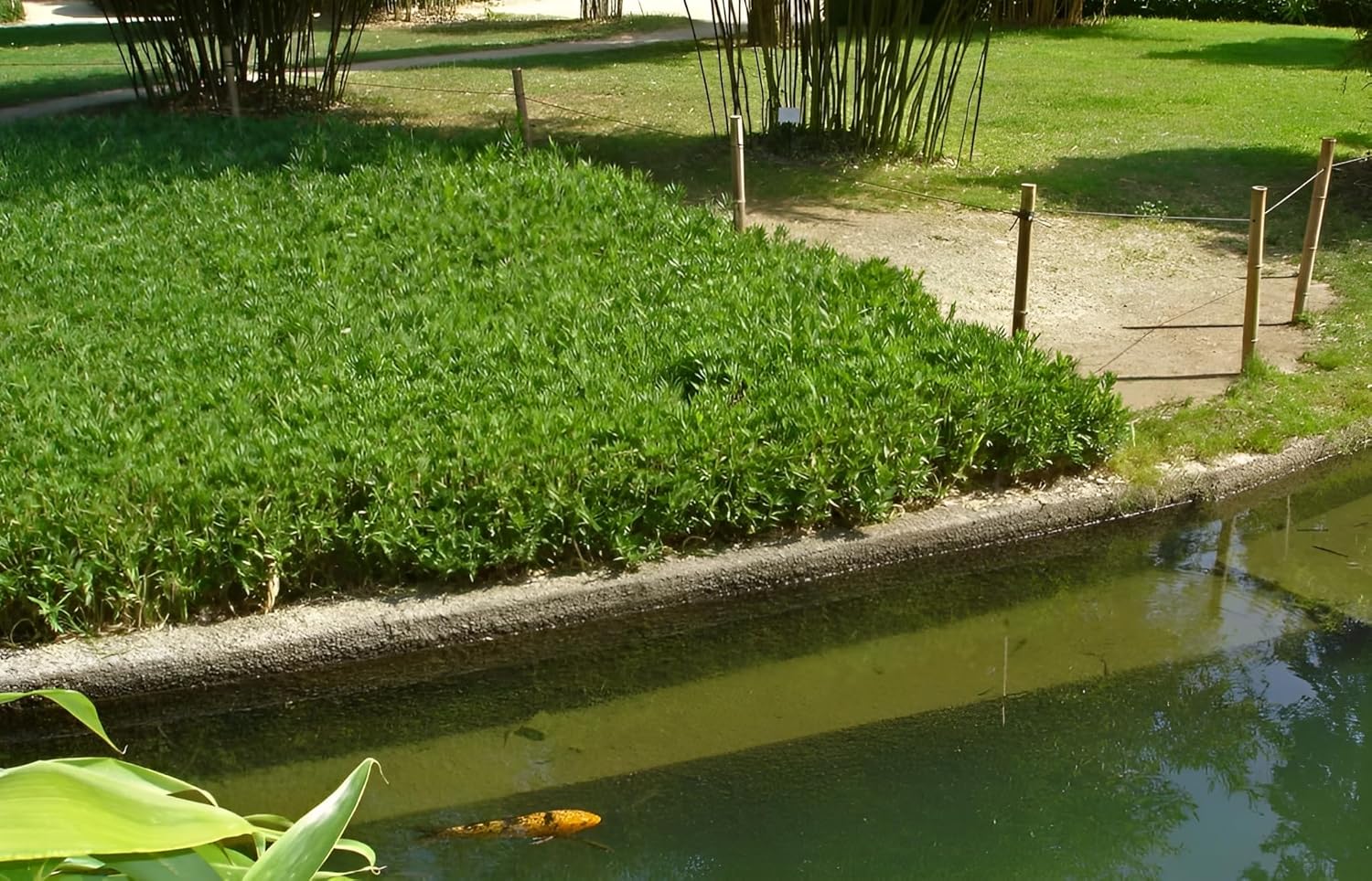 Pleioblastus pygmaeus / Zwerg-Bambus