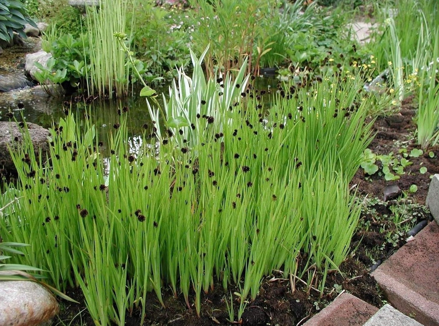 Juncus ensifolius / Zwerg Binse