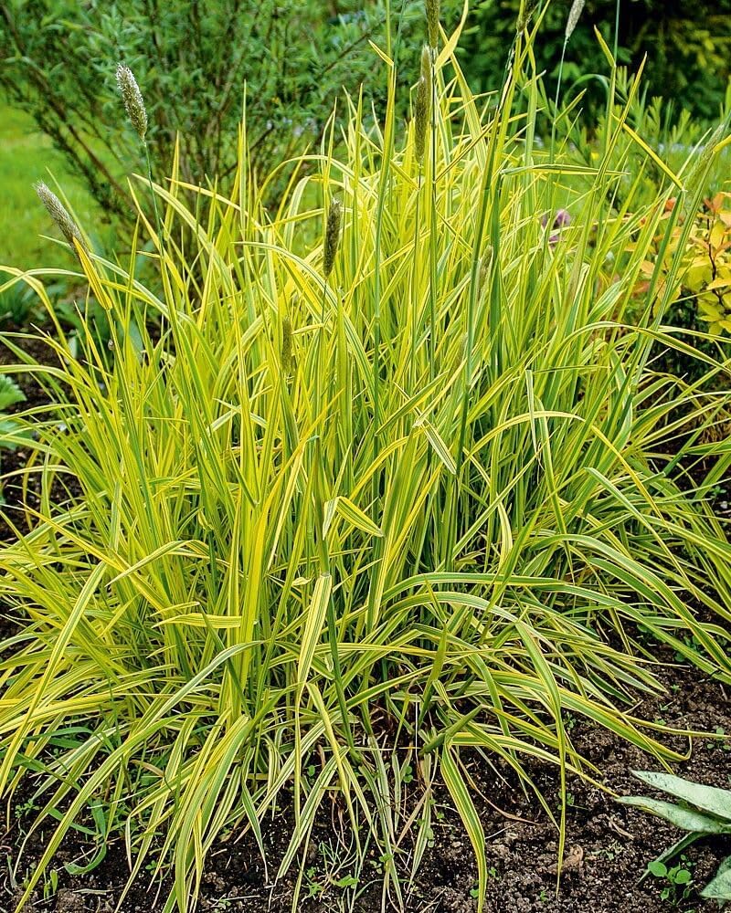 Alopecurus pratensis ‚Aureovariegatus' / Gold-Fuchsschwanz