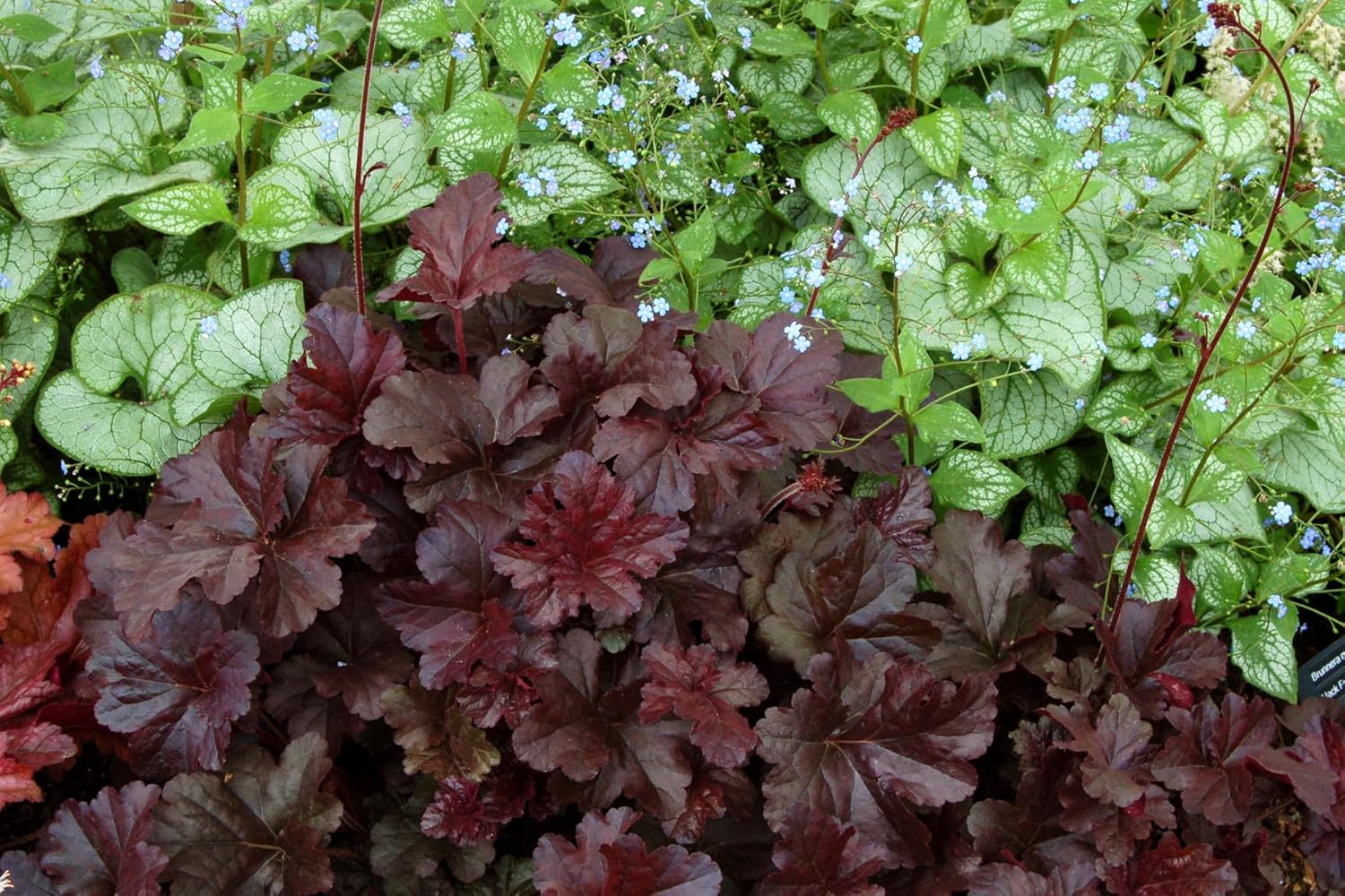 Heuchera Hybride ‚Obsidian' / Purpurglöckchen