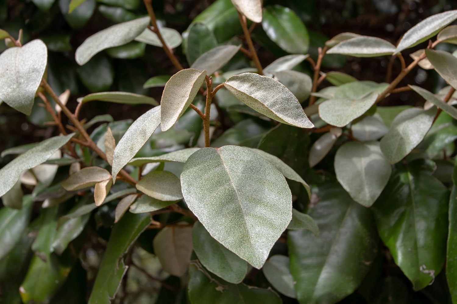 Elaeagnus ebbingei / Wintergrüne Ölweide