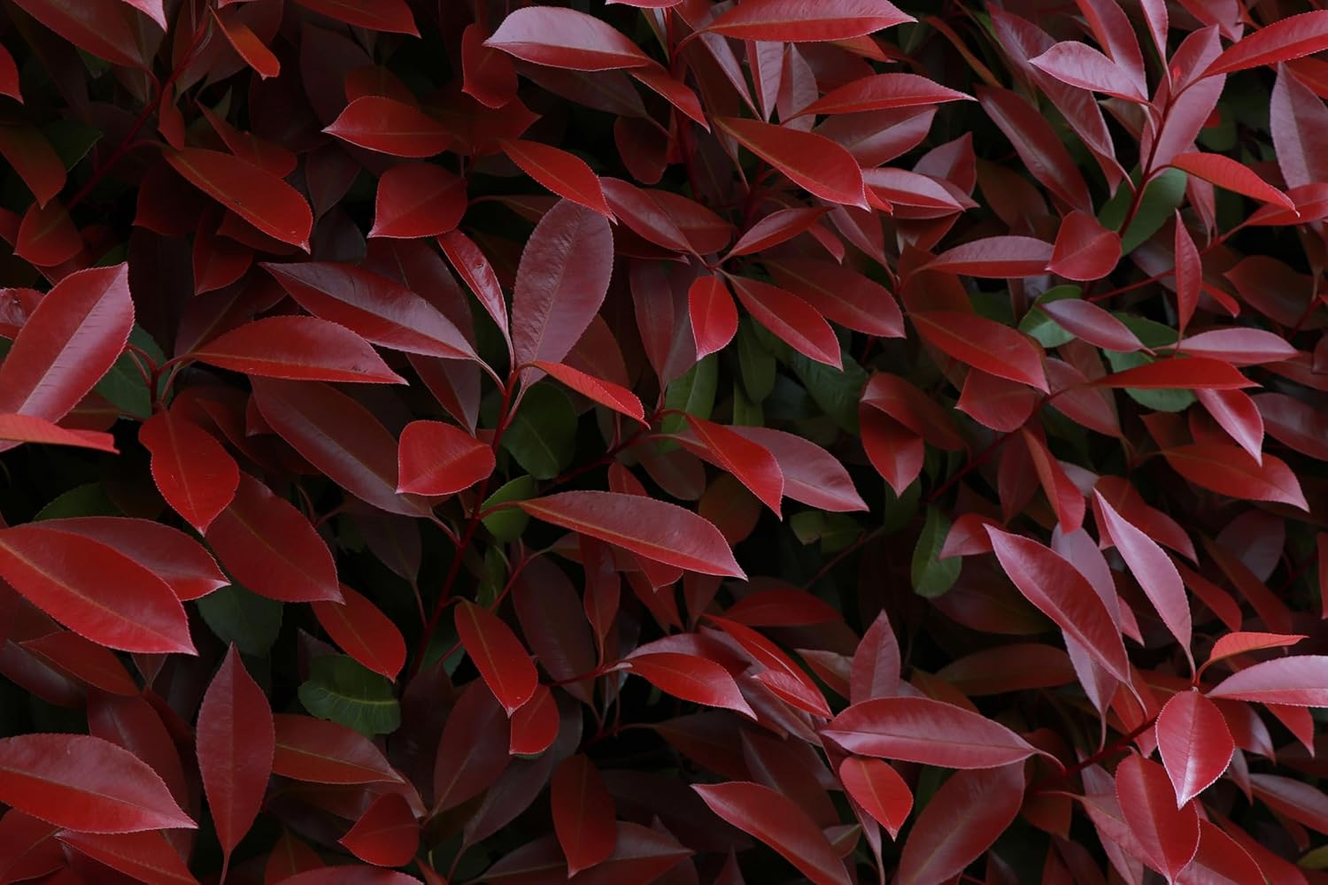 Photinia fraseri 'Little Red Robin' / Kleine Rote Glanzmispel