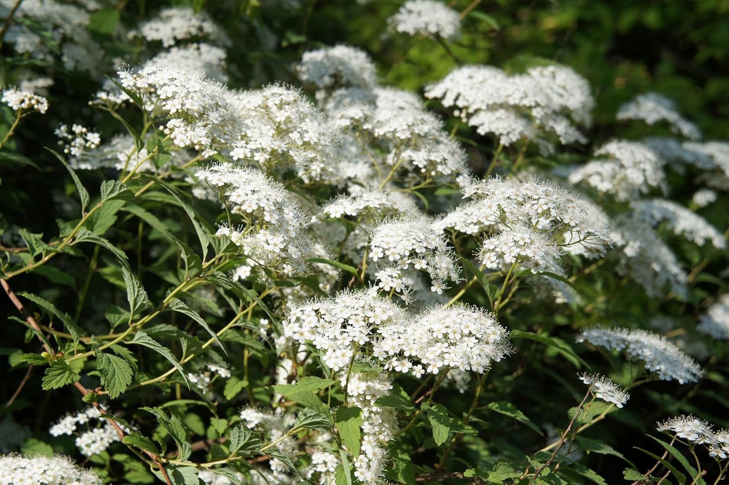 Spiraea japonica 'Albiflora' / Weiße Zwergspiere