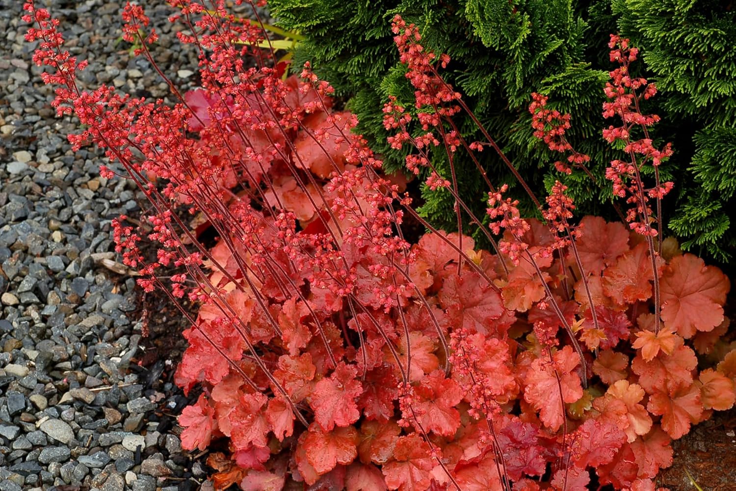 Heuchera Hybride 'Cherry Cola' / Rotes Purpurglöckchen