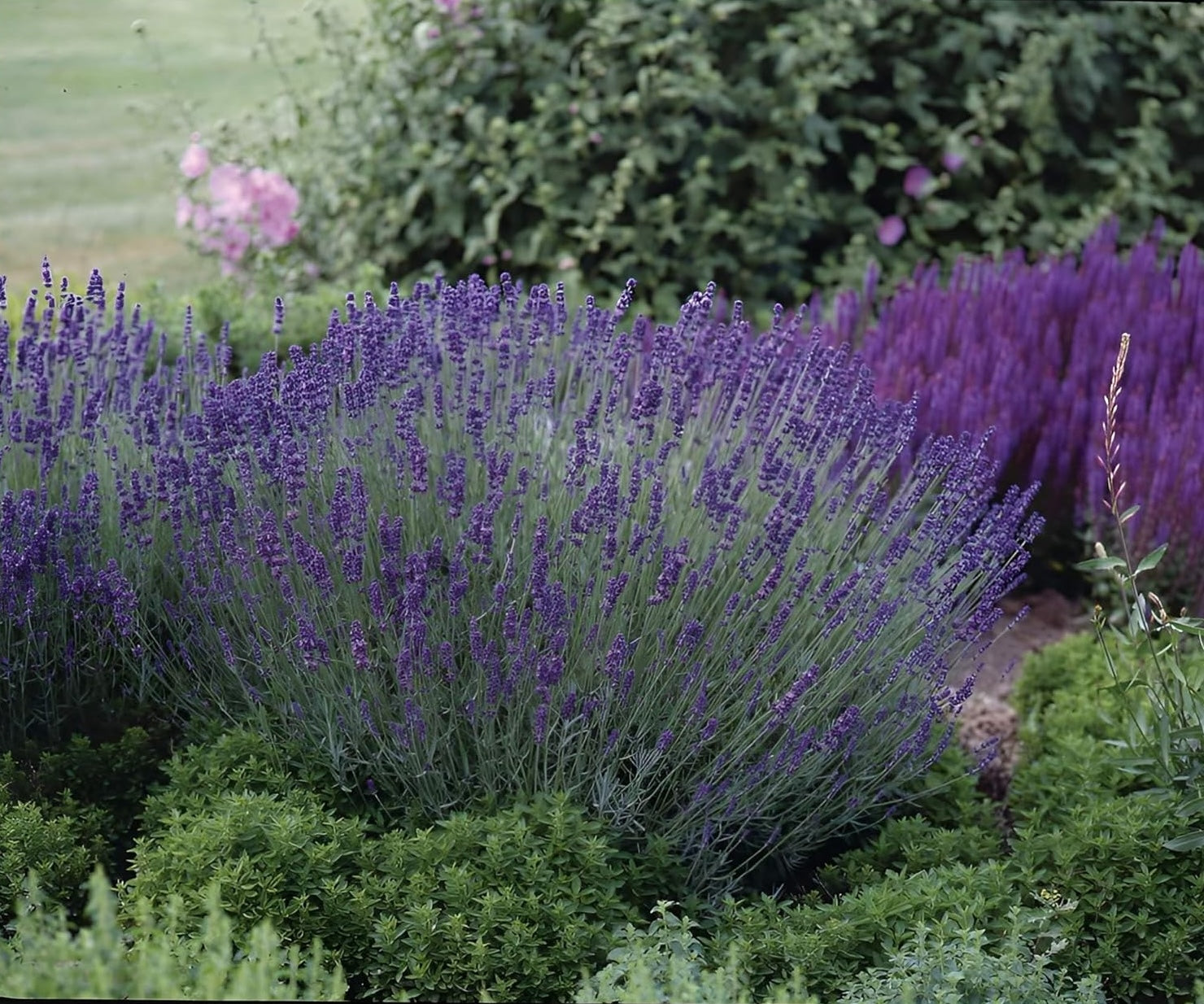 Lavandula angustifolia 'Essence Purple' / Echter Lavendel