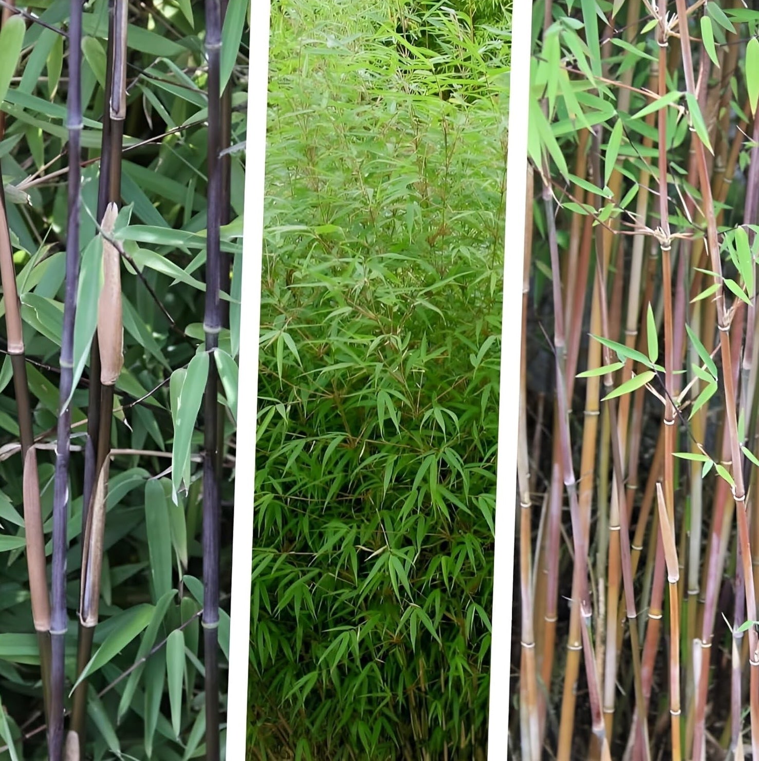 3 x Fargesia Kollektion / Garten-Bambus - Exotisches Flair für lebendige Gärten