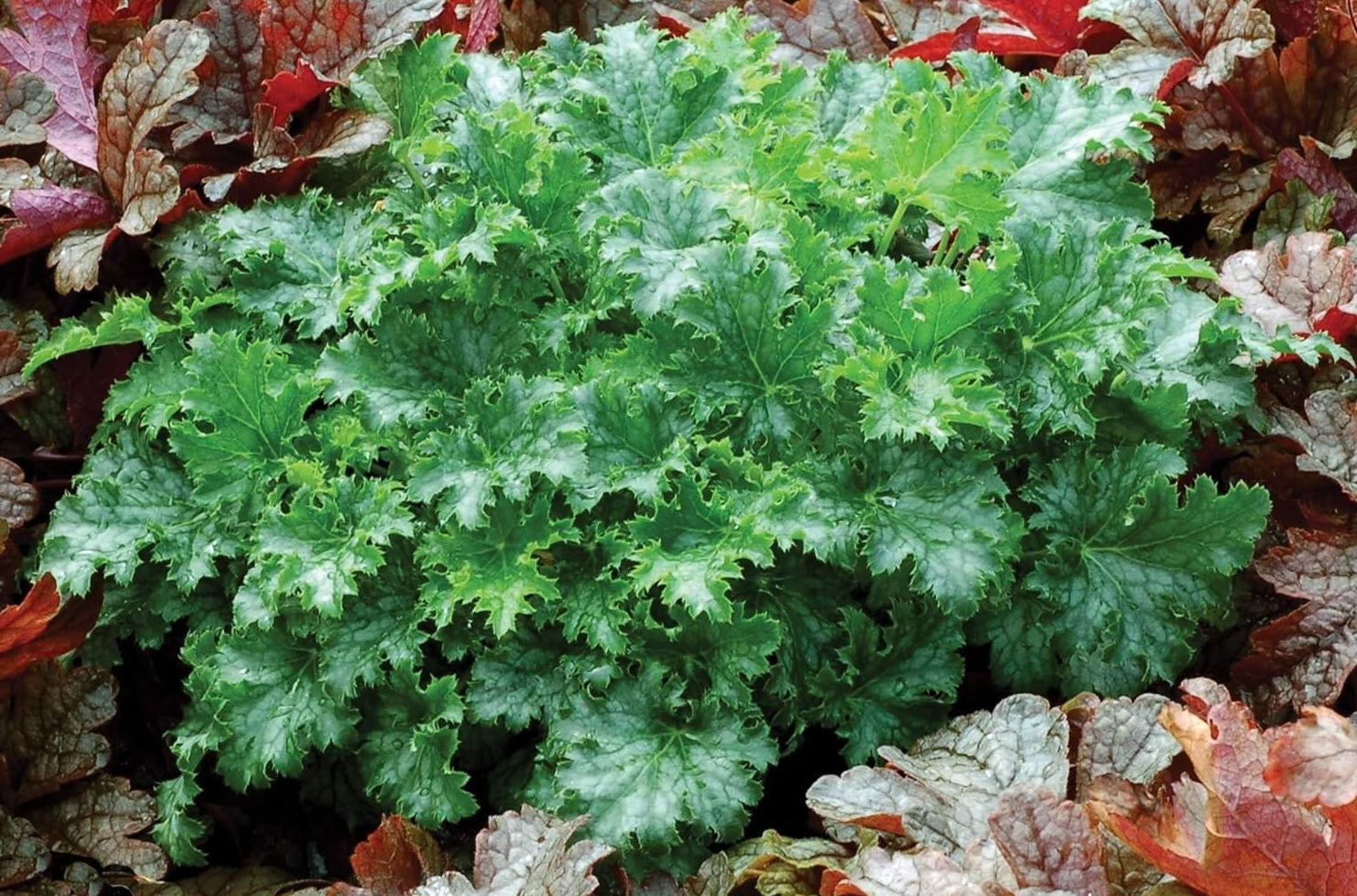 Heuchera Hybride 'Apple Crisp' / Purpurglöckchen