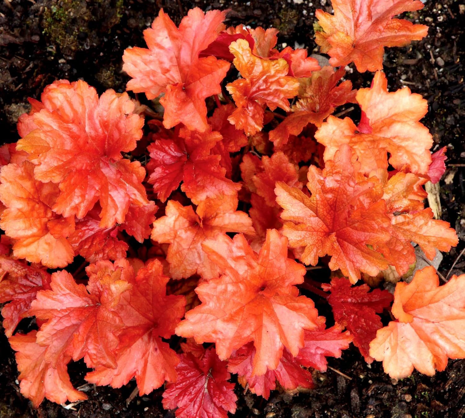 Heuchera Hybride 'Paprika' / Purpurglöckchen