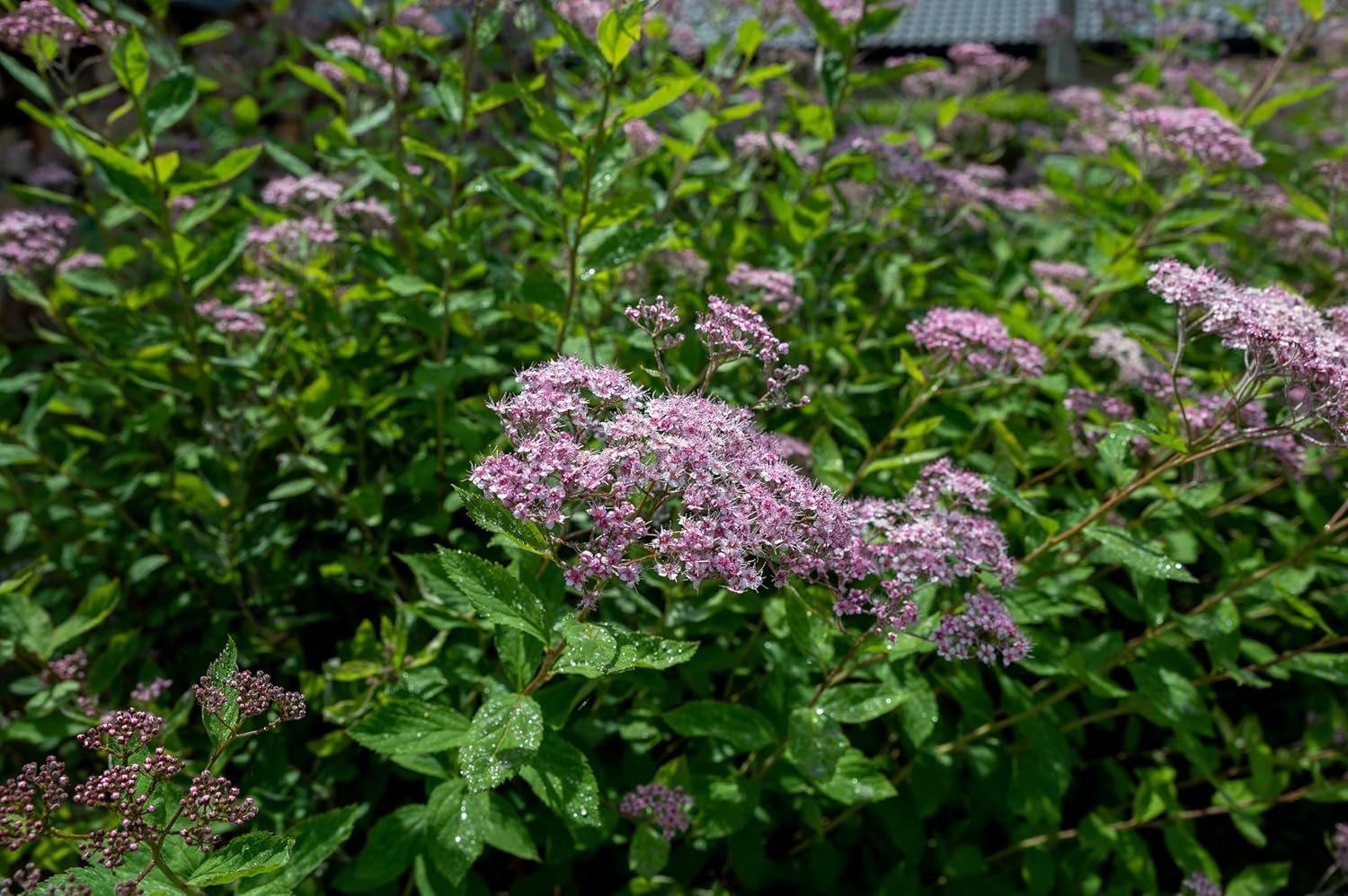 Spiraea japonica 'Little Princess‘ / Rosa Zwergspiere