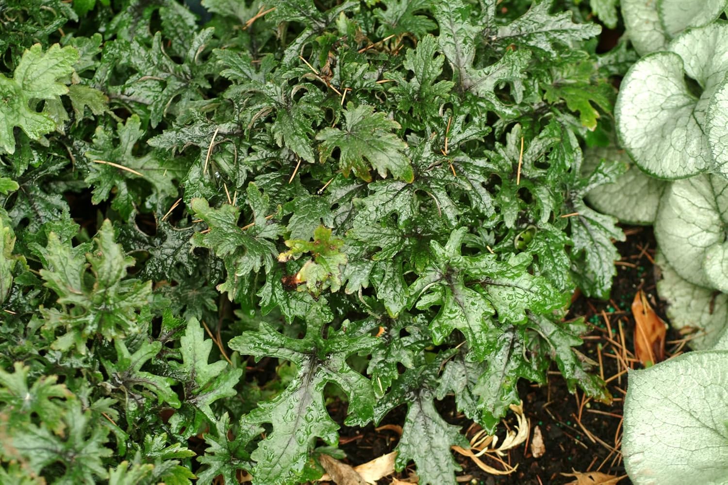 Tiarella Hybride 'Pink Skyrocket' / Schaumblüte