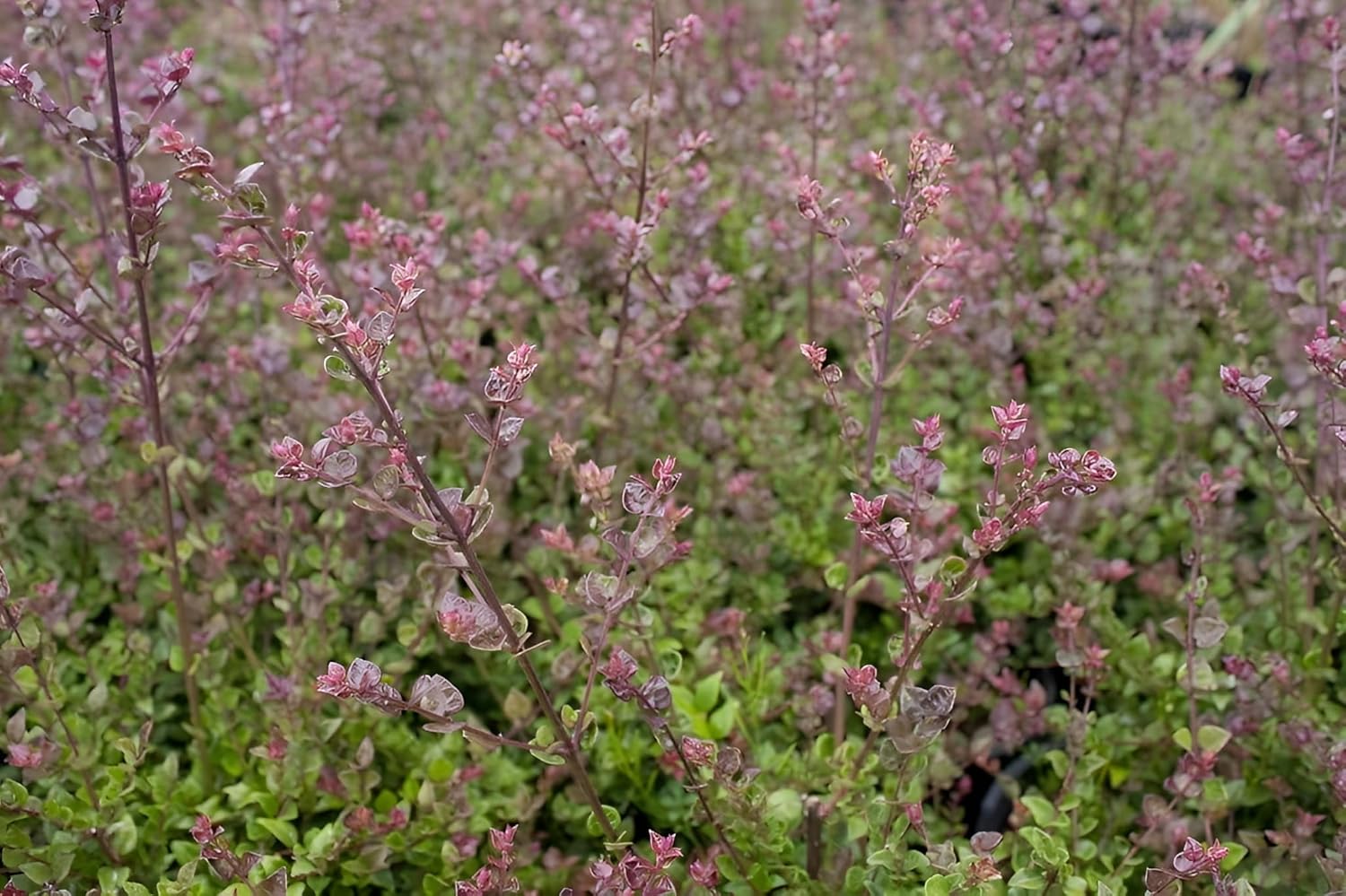 Lonicera nitida 'Red Tips‘ / Heckenmyrthe