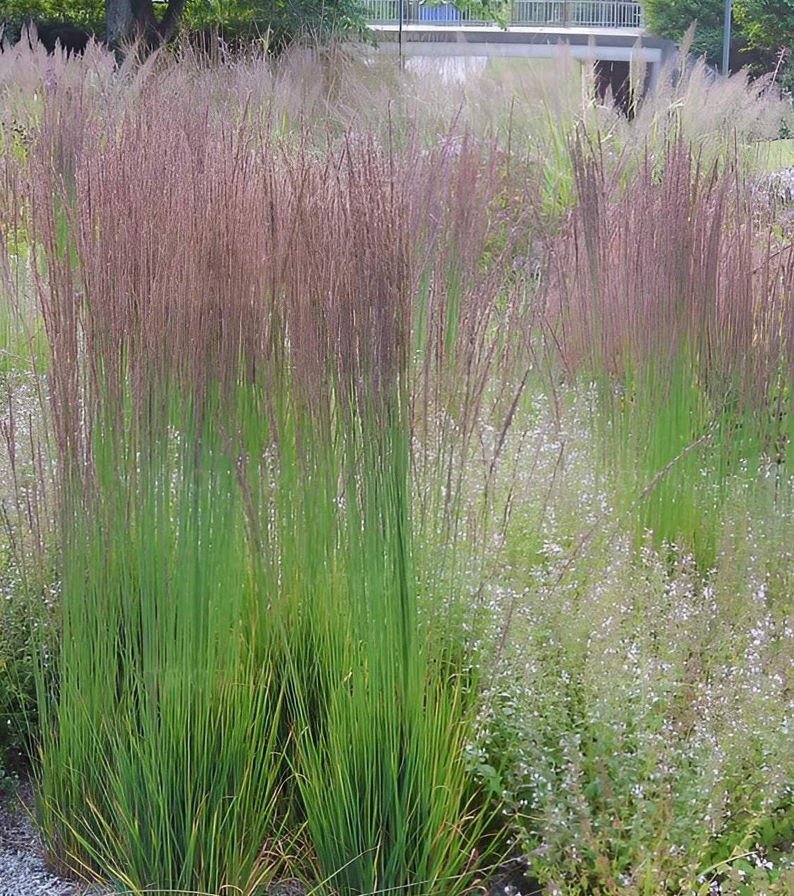 Molinia caerulea 'Moorhexe' / Kleines Pfeifengras