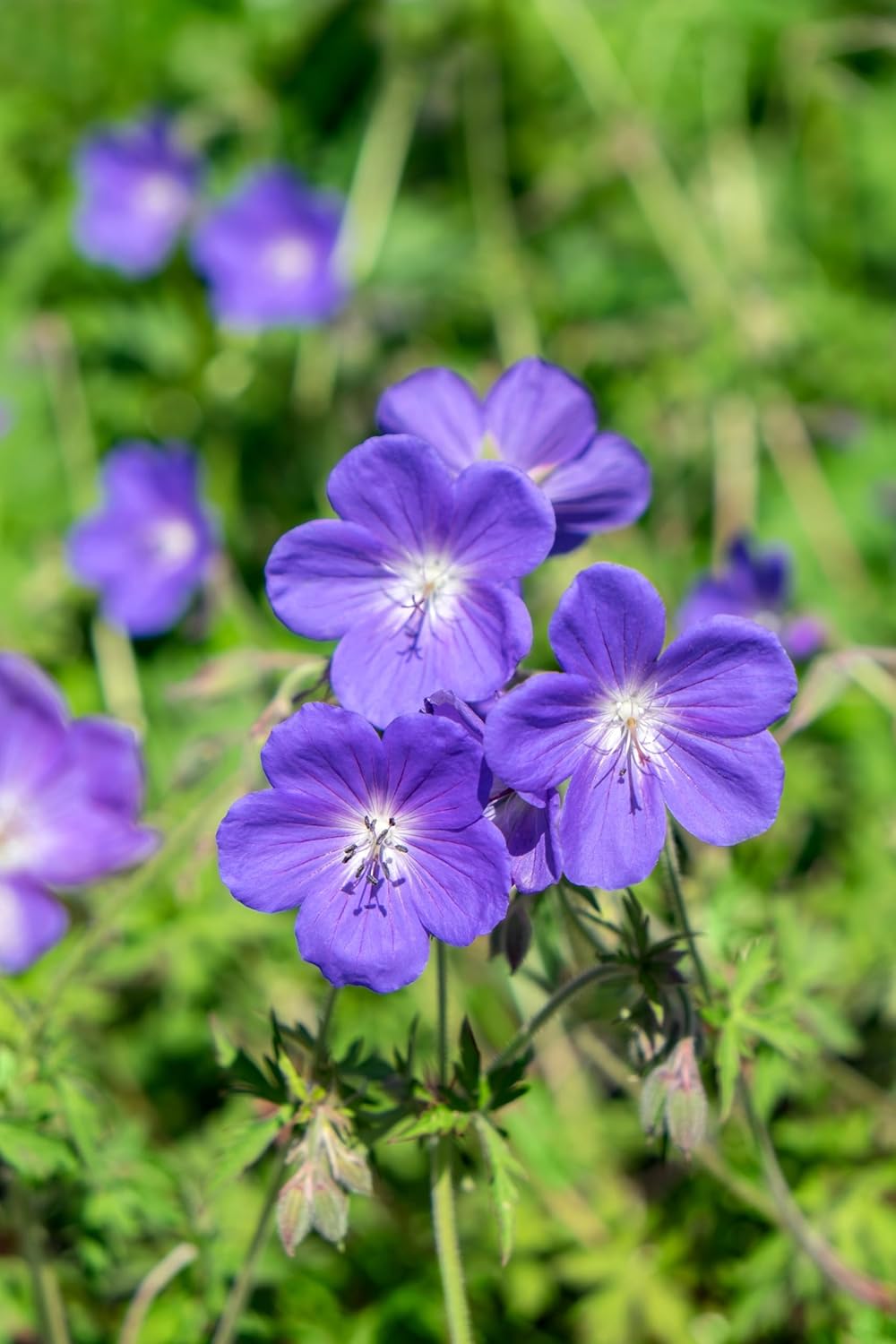 Geranium pratense 'Johnson's Blue' / Blauer Storchschnabel