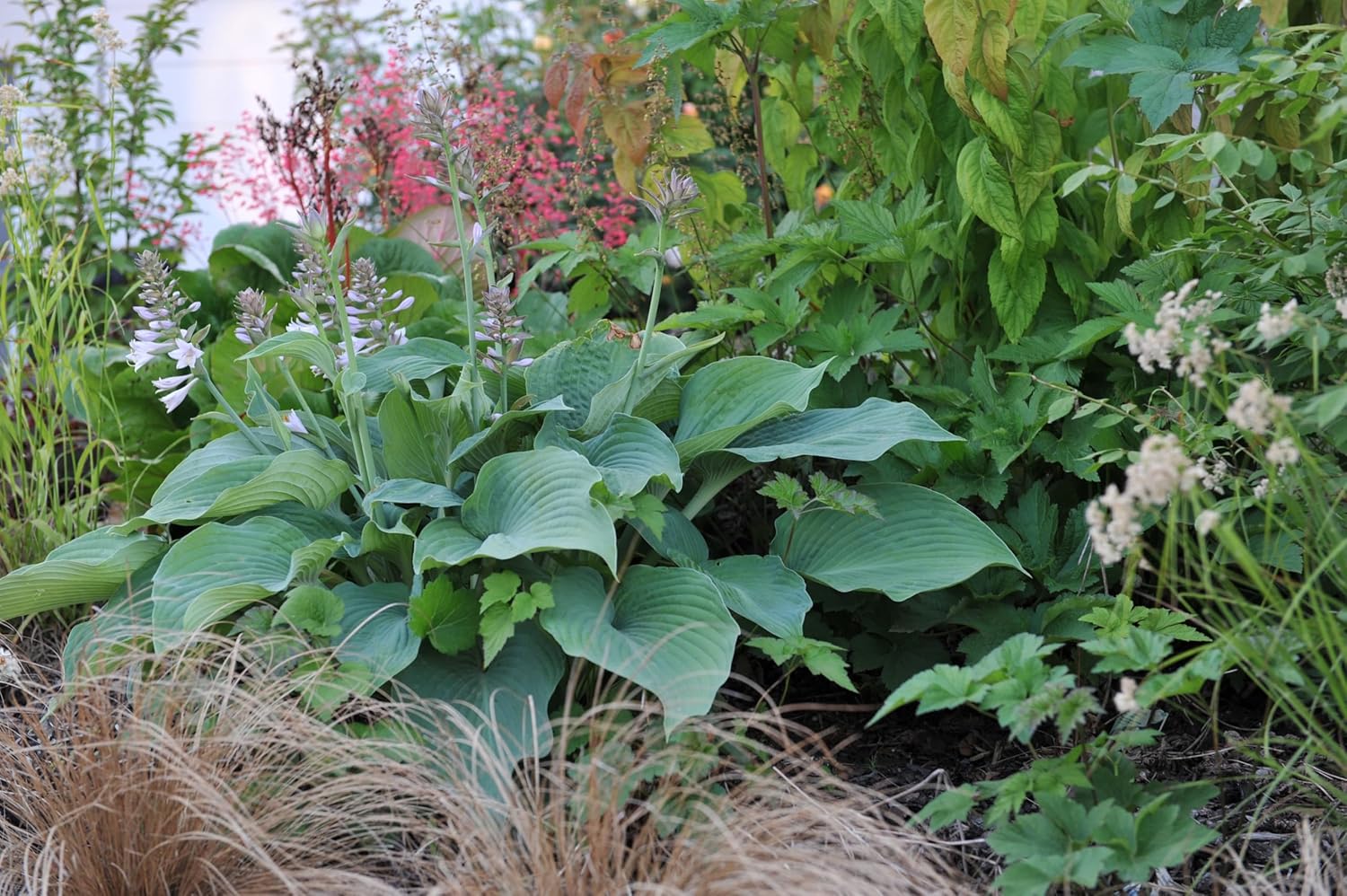 Hosta plantaginea 'Fragrant Blue' / Blaue Duft Funkie