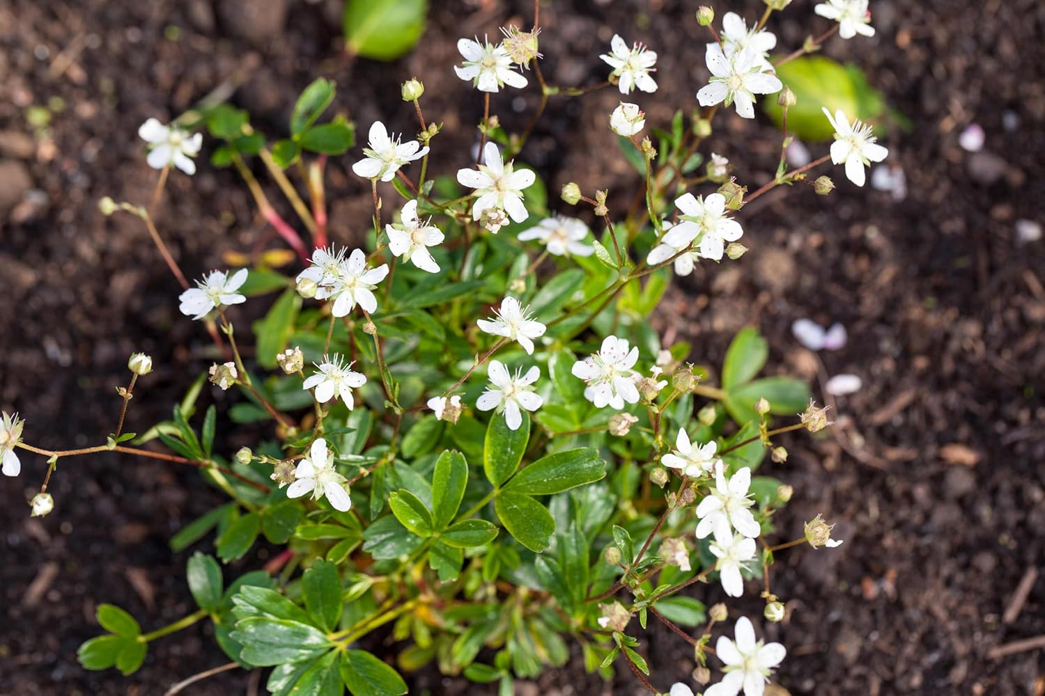 Potentilla tridentata 'Nuuk‘ / Teppich-Fingerkraut