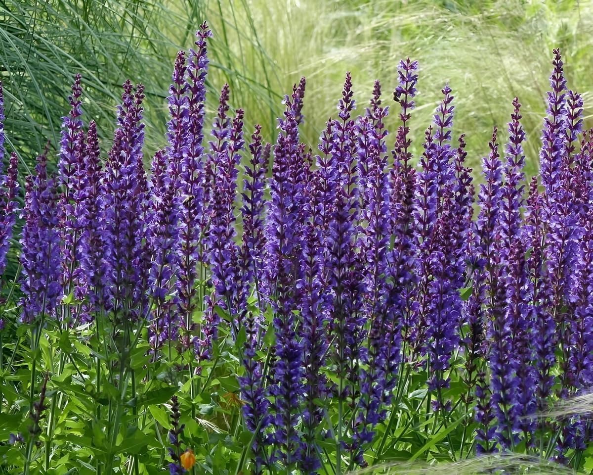 Salvia sylvestris 'Mainacht' / Blauer Pracht-Salbei