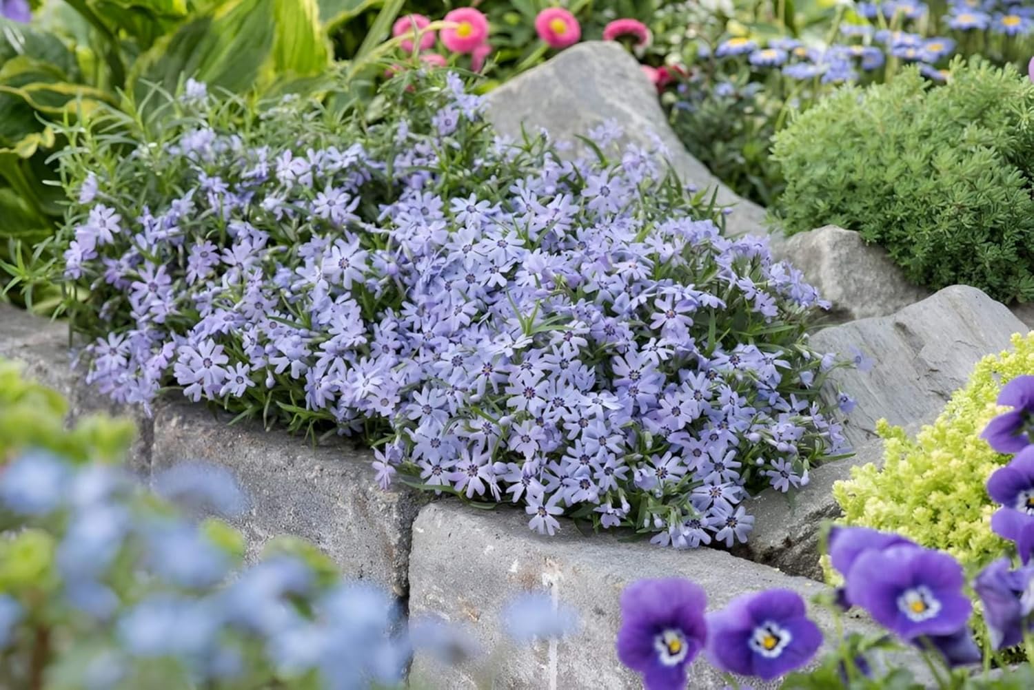 Phlox subulata 'Fabulous Blue Dark Center' / Polster-Phlox