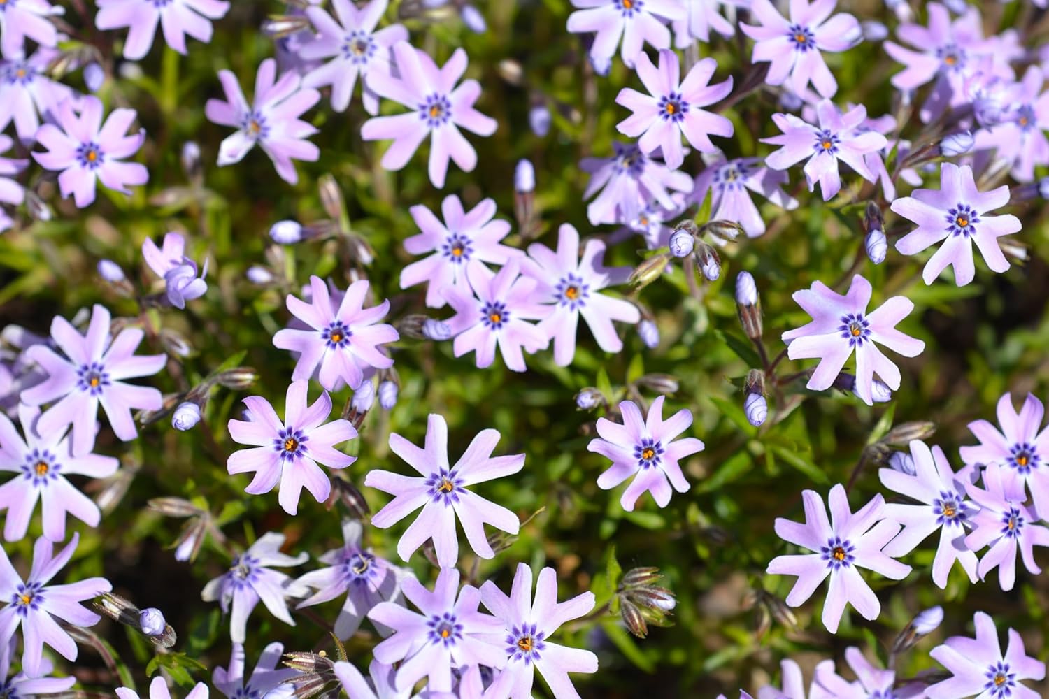 Phlox subulata 'Fabulous Blue Violet' / Blauer Polster-Phlox