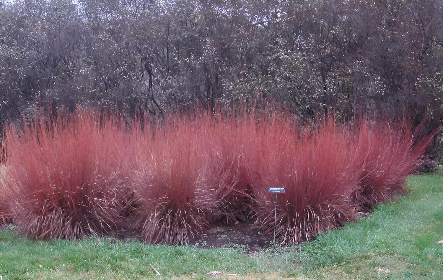 Schizachyrium scoparium 'Blue Heaven’ / Kleines Präriegras