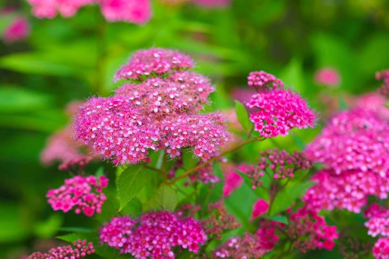 Spiraea japonica 'Anthony Waterer' / Rote Sommerspiere
