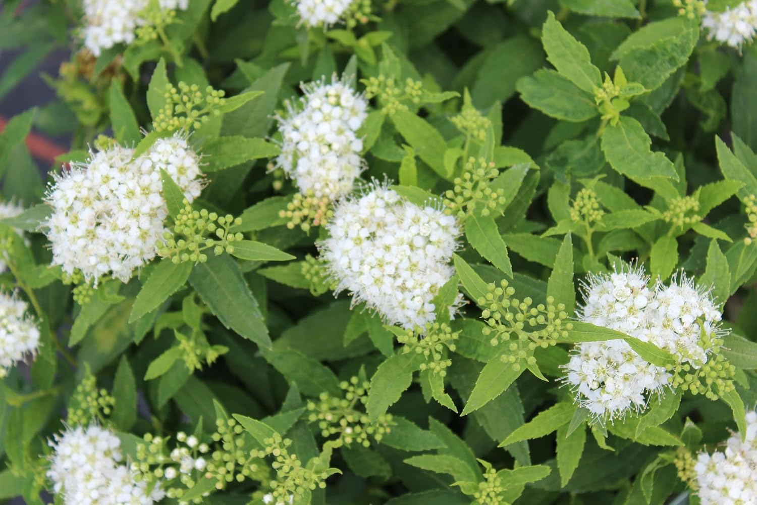 Spiraea japonica 'Albiflora' / Weiße Zwergspiere
