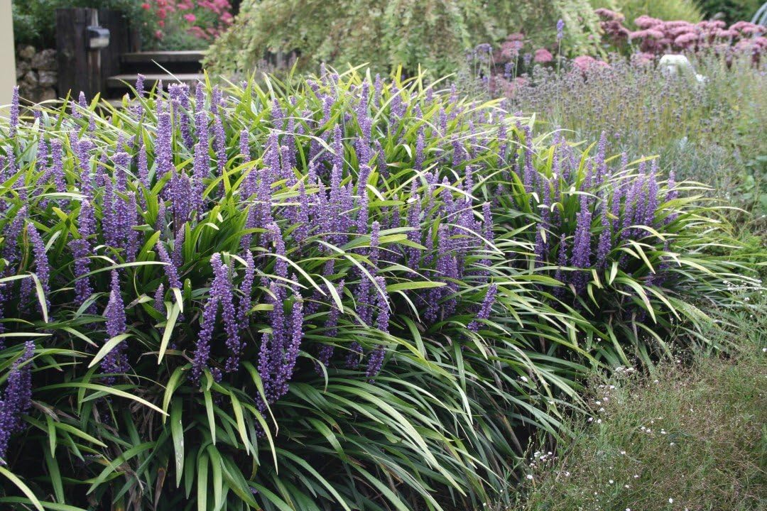 4 x Liriope muscari Kollektion / Lilientraube