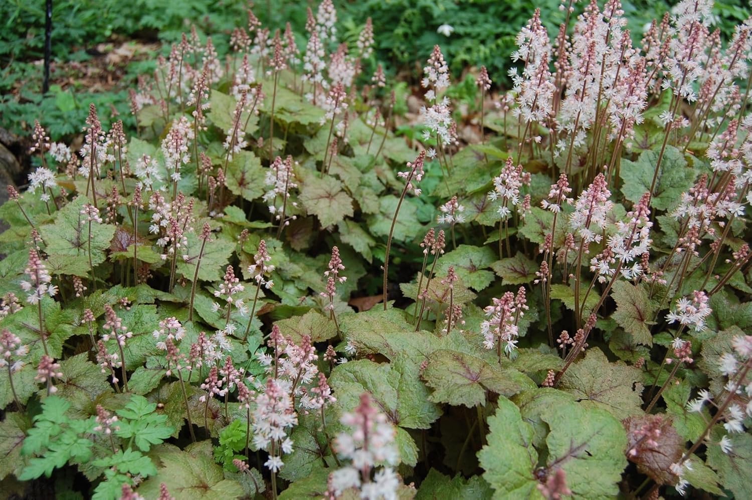 Tiarella wherryi / Schaumblüte