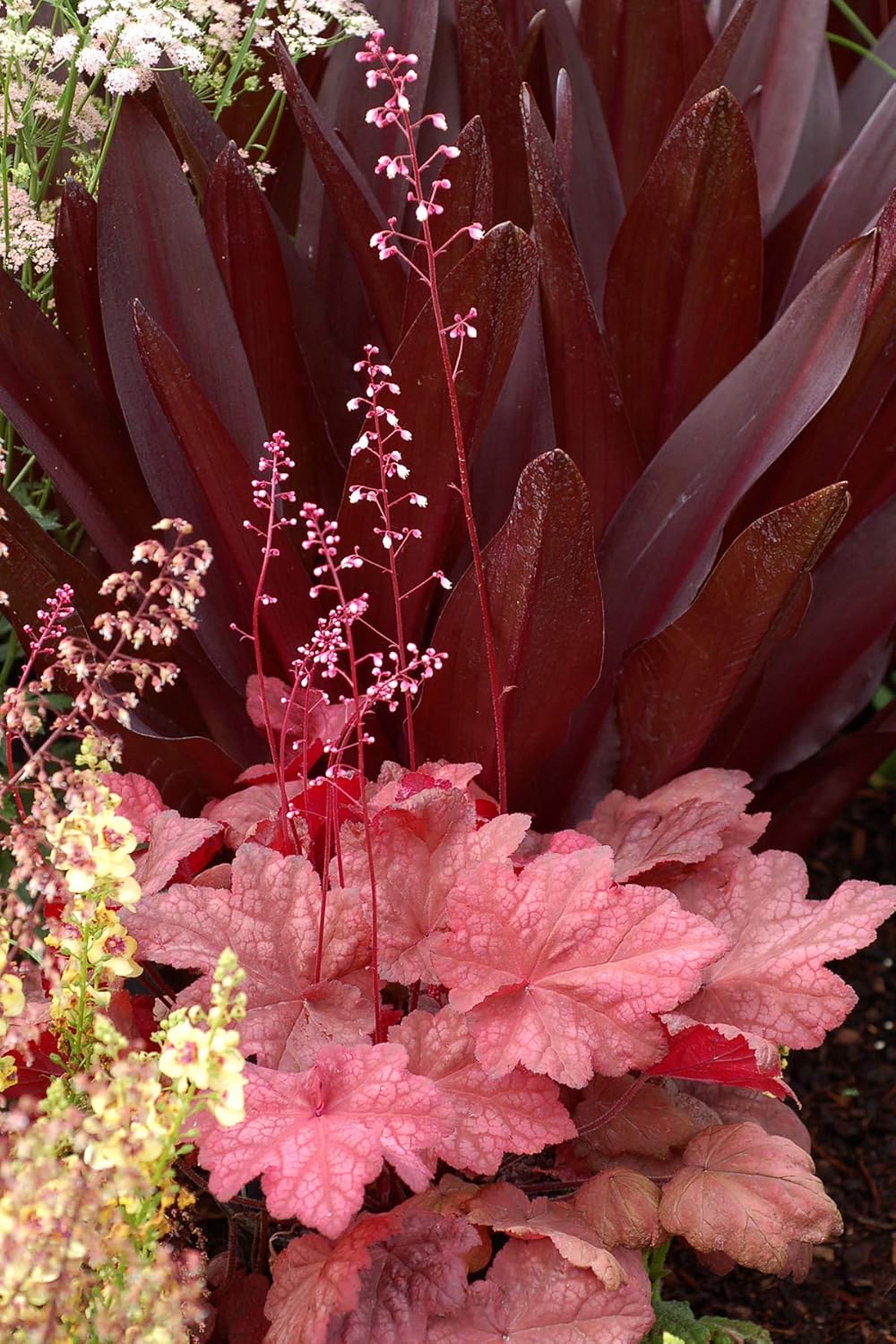 Heuchera Hybride 'Autumn Leaves' / Rotes Purpurglöckchen