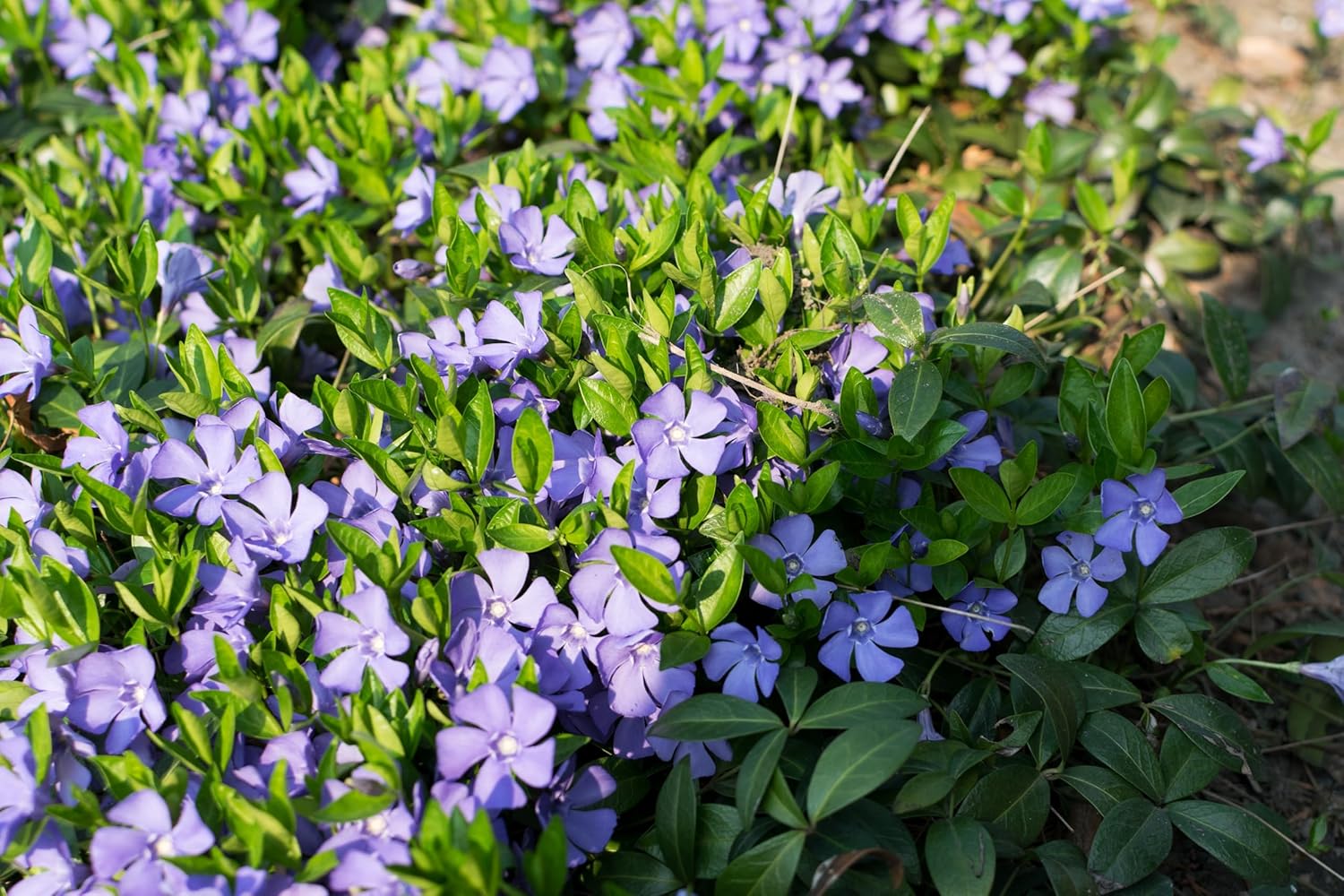 Vinca minor / Kleines Immergrün