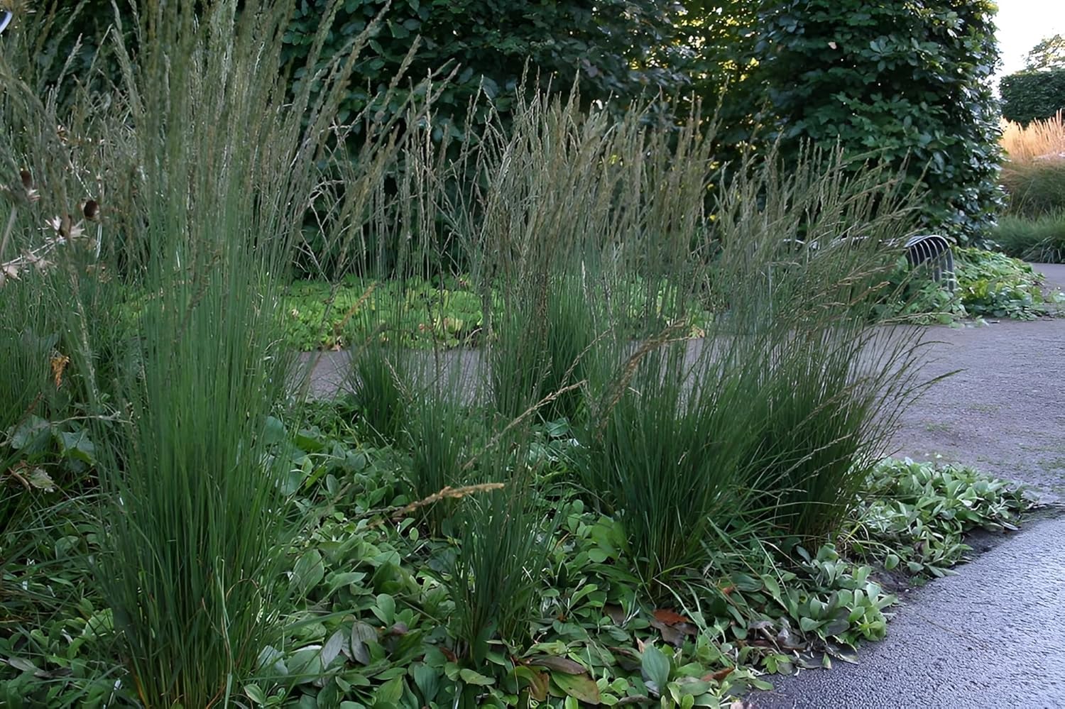 Molinia caerulea 'Moorhexe' / Kleines Pfeifengras