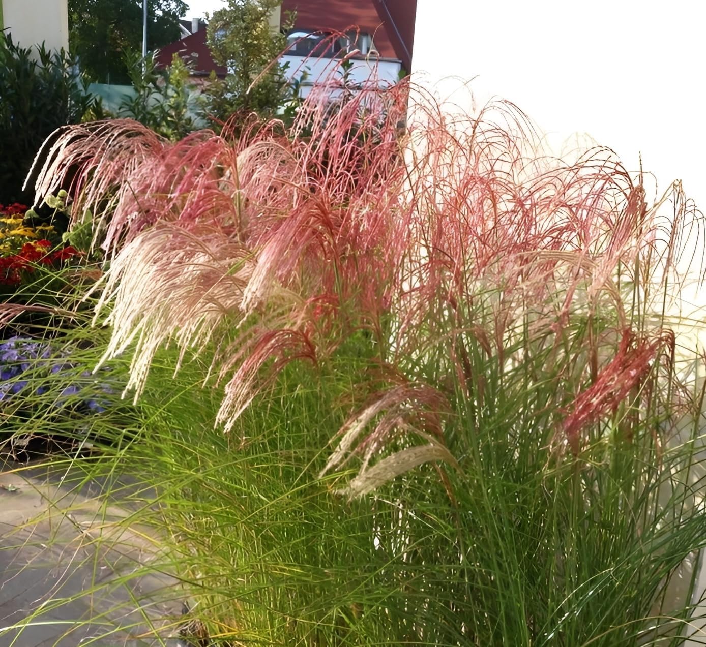 Miscanthus sinensis 'Red Cloud®' / Rotes Chinaschilf