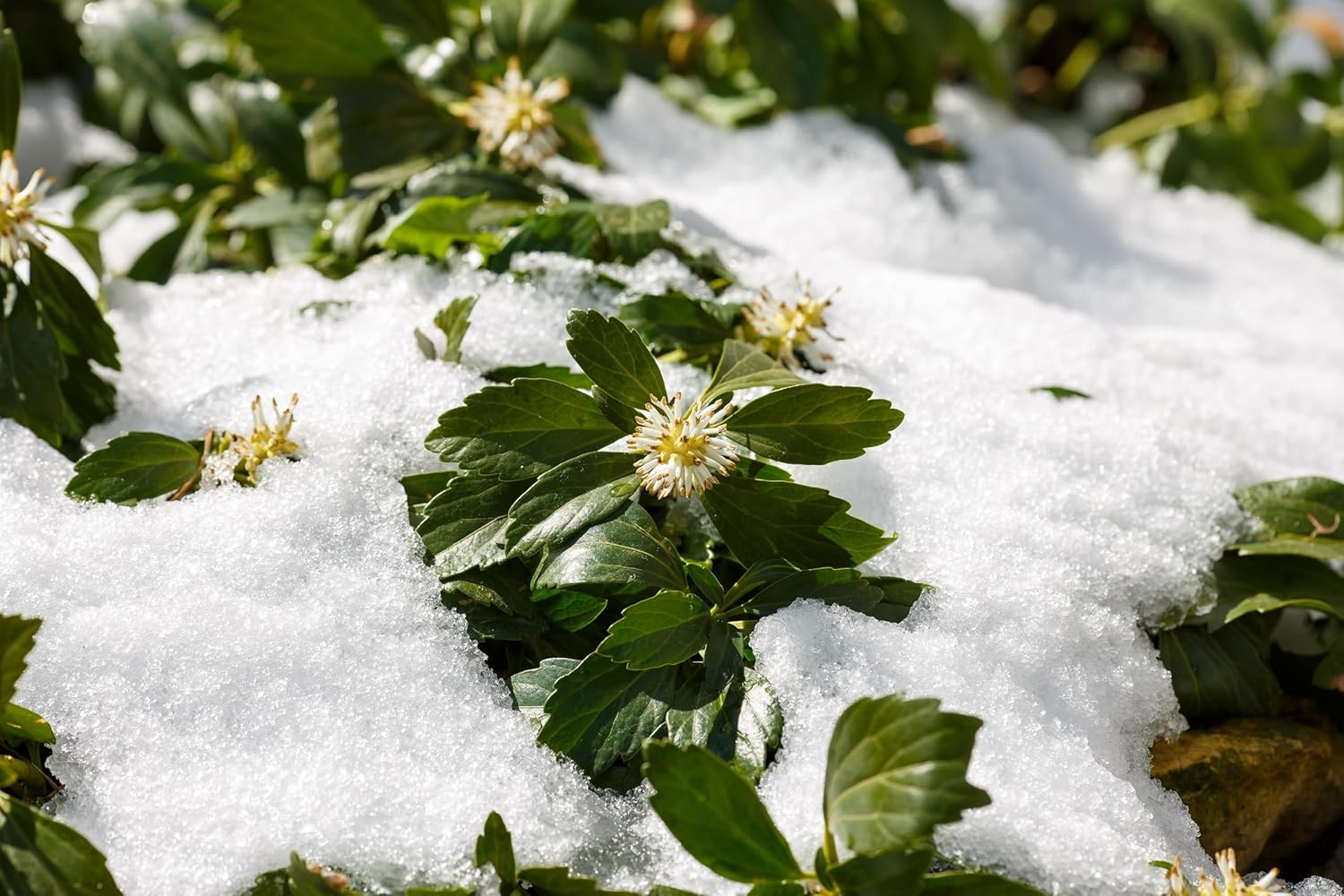 Pachysandra terminalis 'Green Carpet' / Dickmännchen