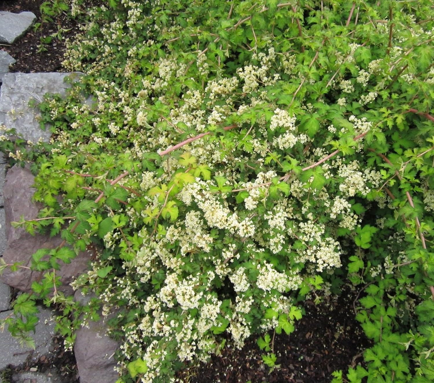 Stephanandra incisa 'Crispa' / Kranzspiere