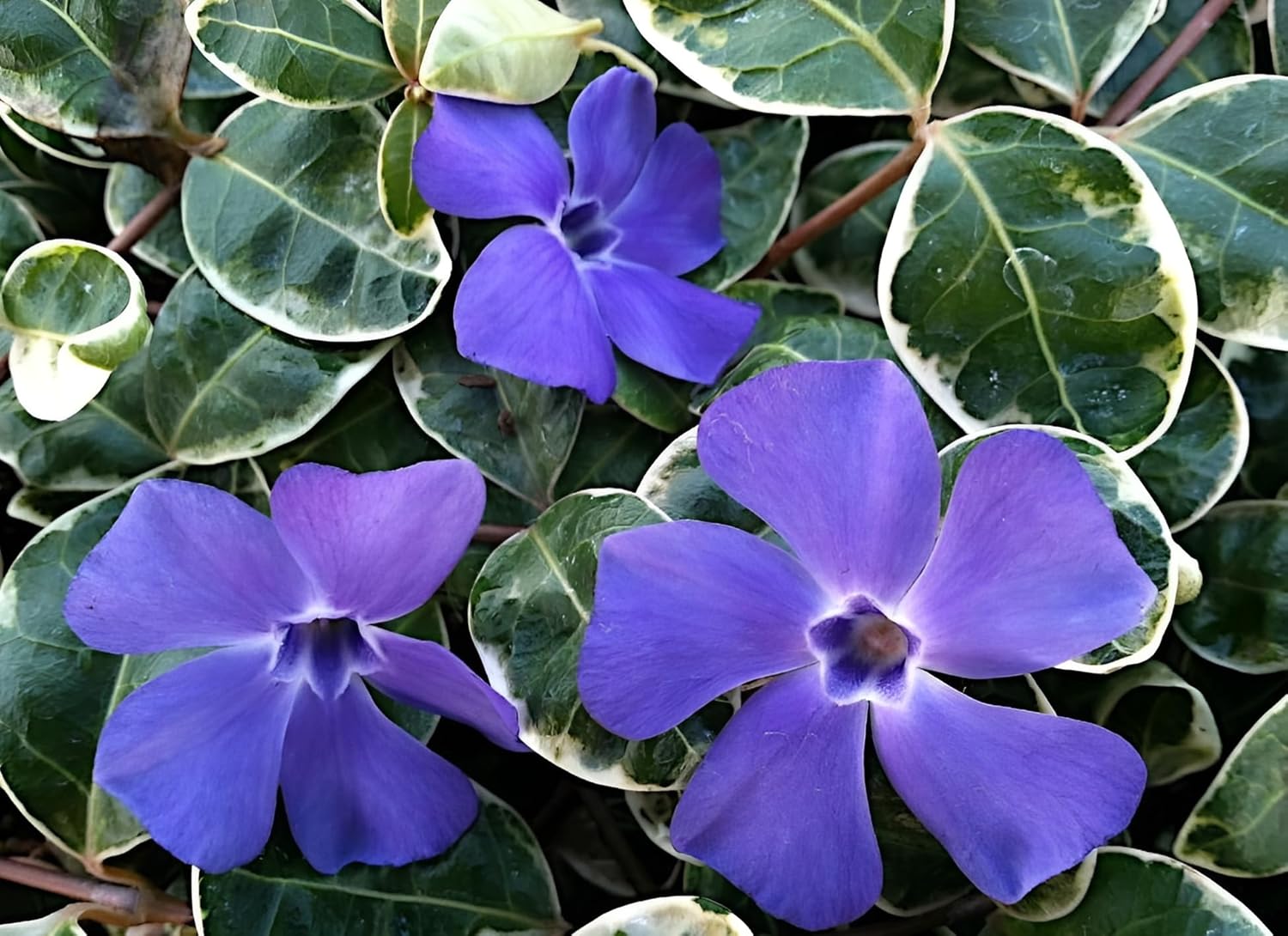 Vinca minor 'Ralph Shugert' / Kleines Immergrün