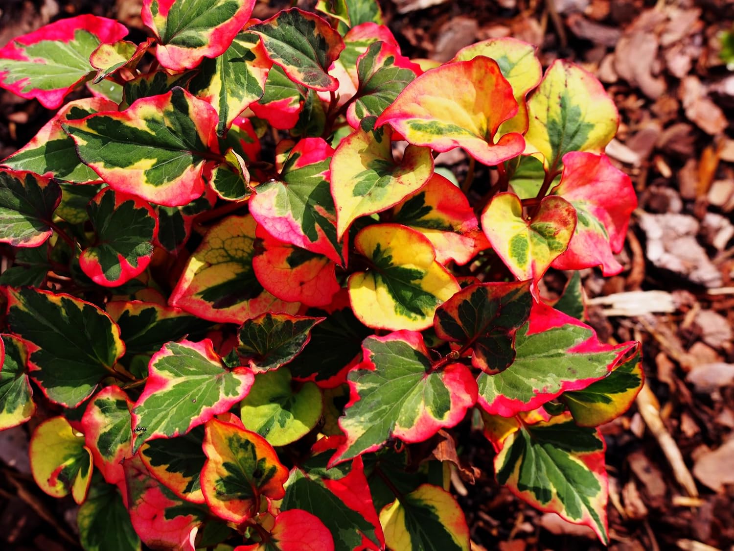 Houttuynia cordata 'Chameleon' / Bunter Eidechsenschwanz