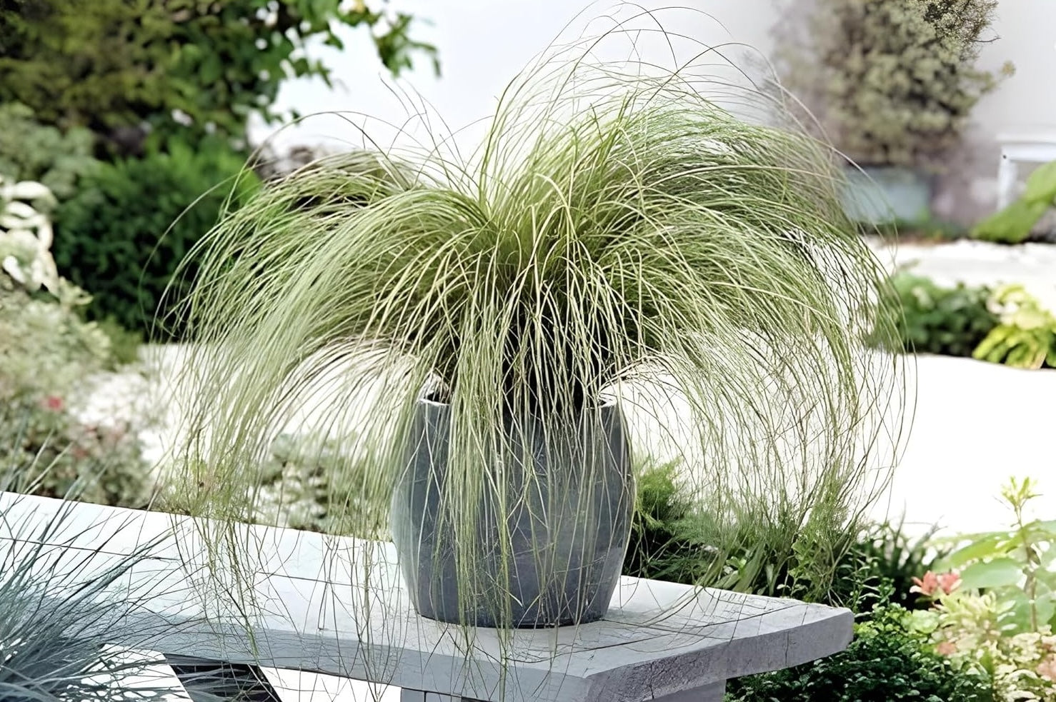 Carex comans 'Amazon Mist' / Neuseeland Segge