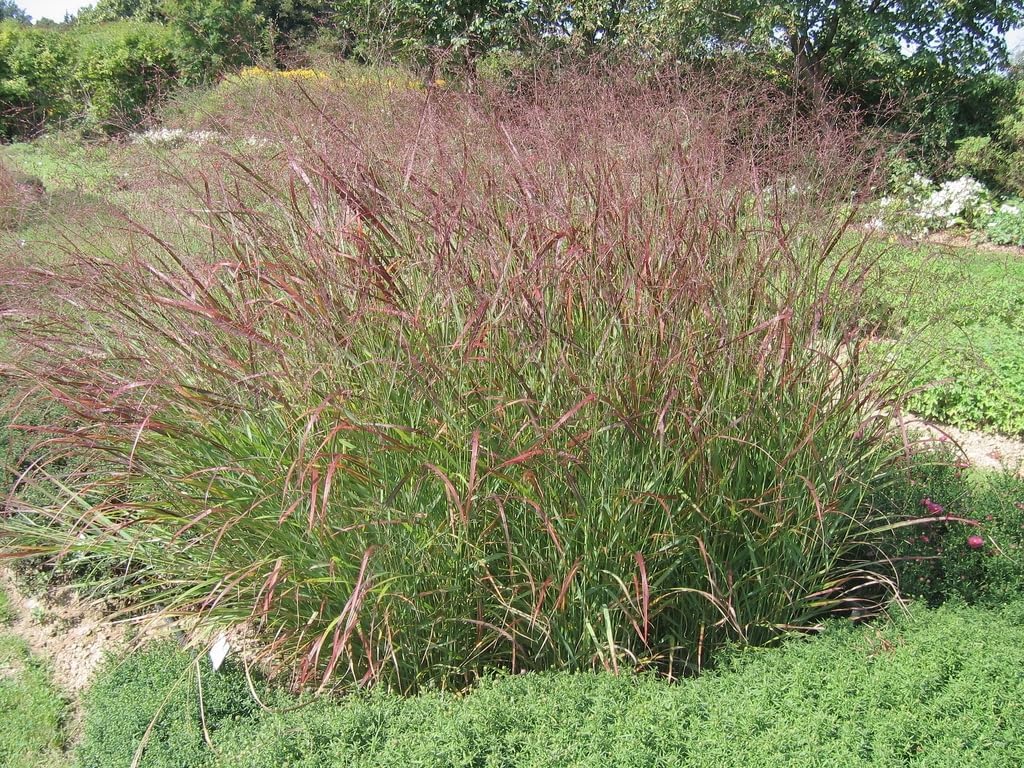 Panicum virgatum 'Hänse Herms' / Braunrote Rutenhirse