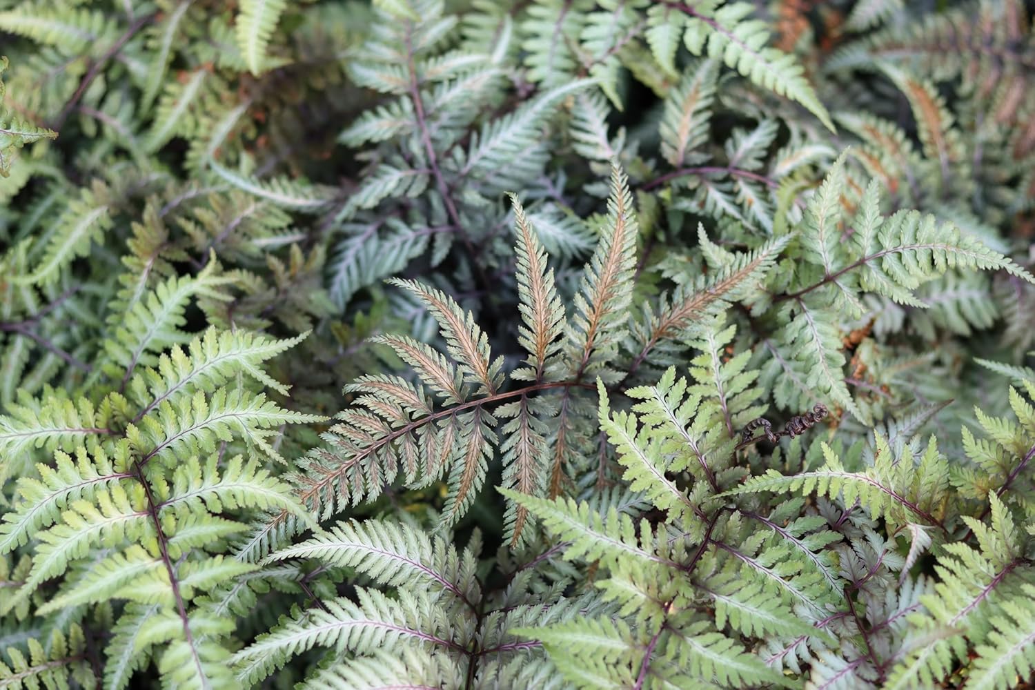 Athyrium niponicum 'Red Beauty' / Regenbogenfarn