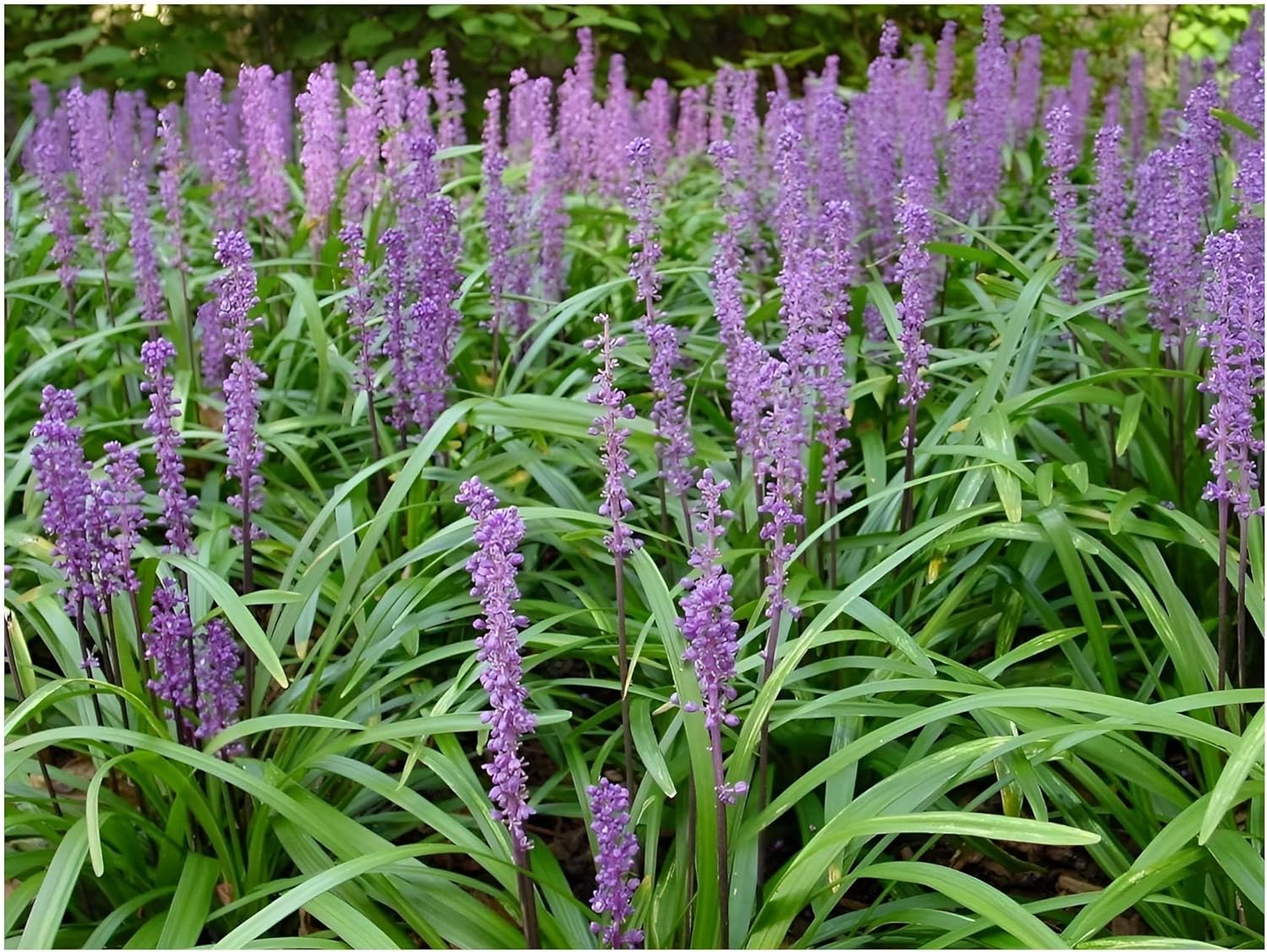 4 x Liriope muscari Kollektion / Lilientraube