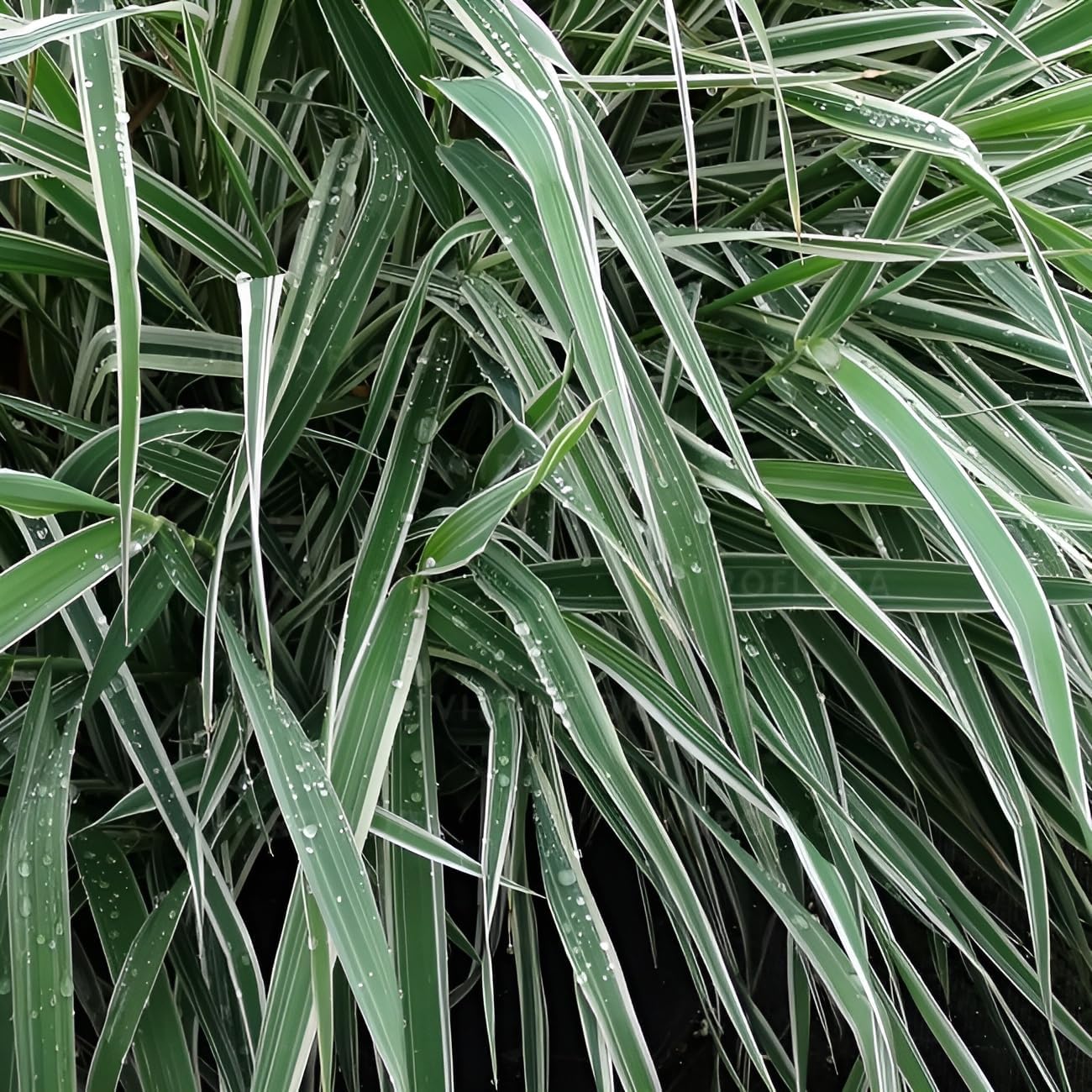 Phalaris arundnacea 'Picta‘ / Rohrglanzgras