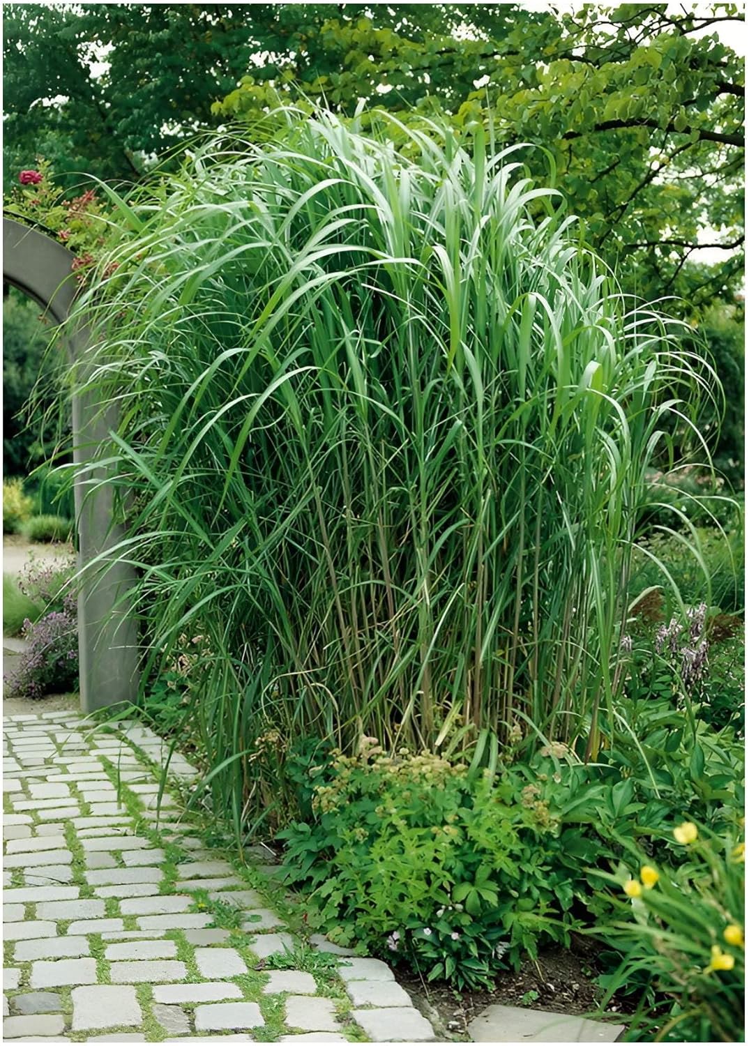 Miscanthus x giganteus 'Meidl' / Rotes Riesenchinaschilf - Elefantengras