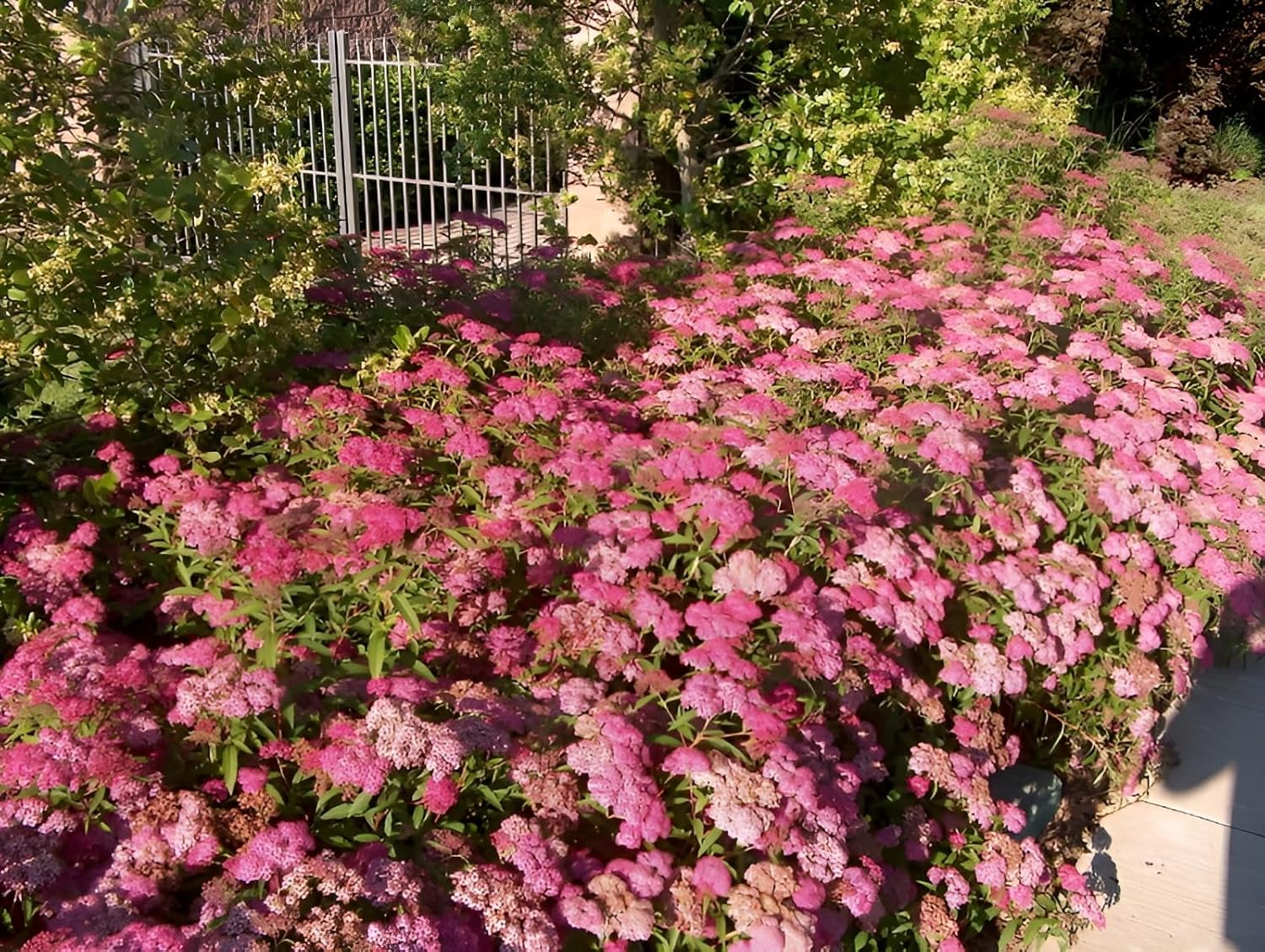 Spiraea japonica 'Anthony Waterer' / Rote Sommerspiere