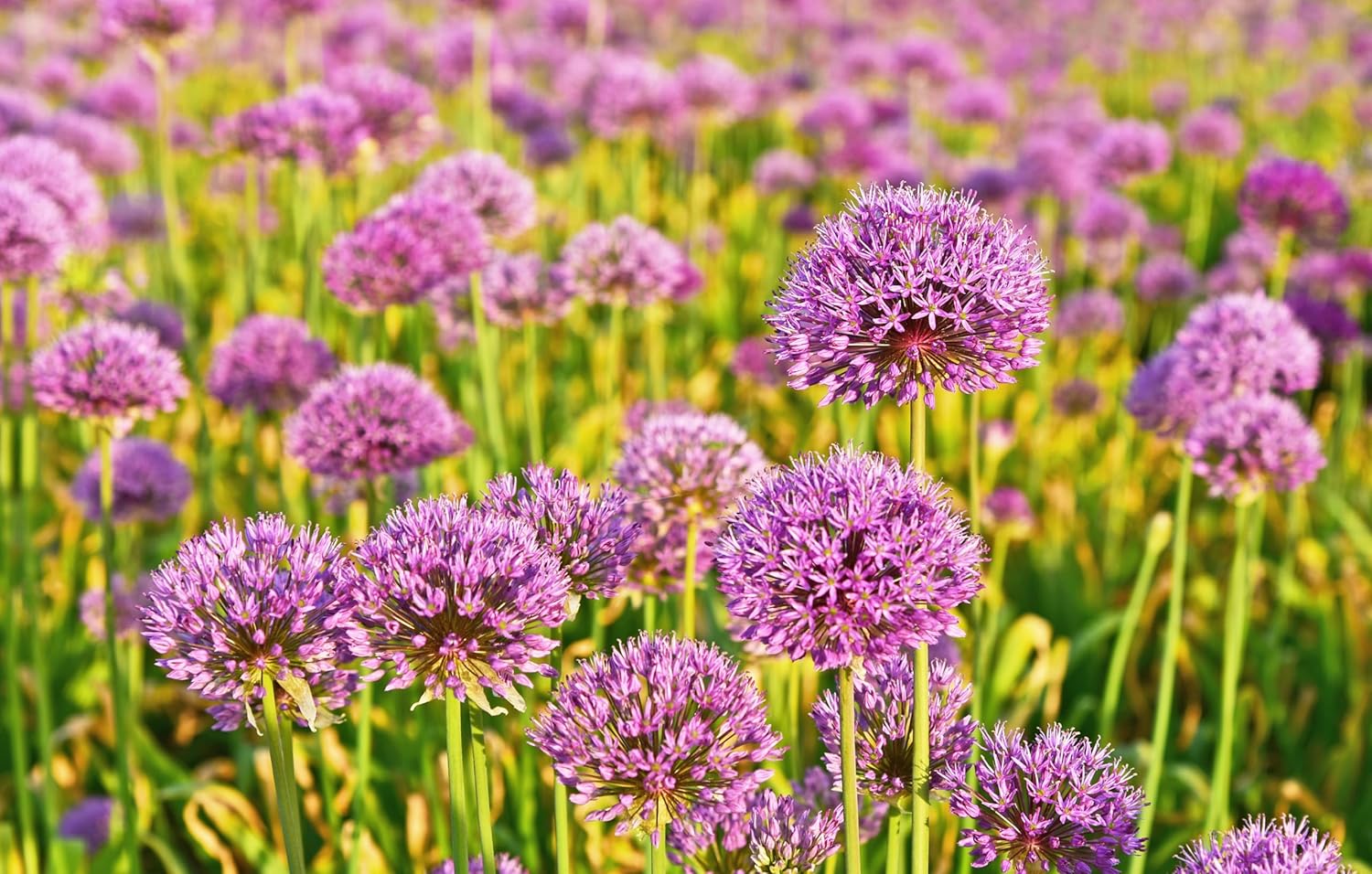 Allium ‚Millenium' / Zierlauch