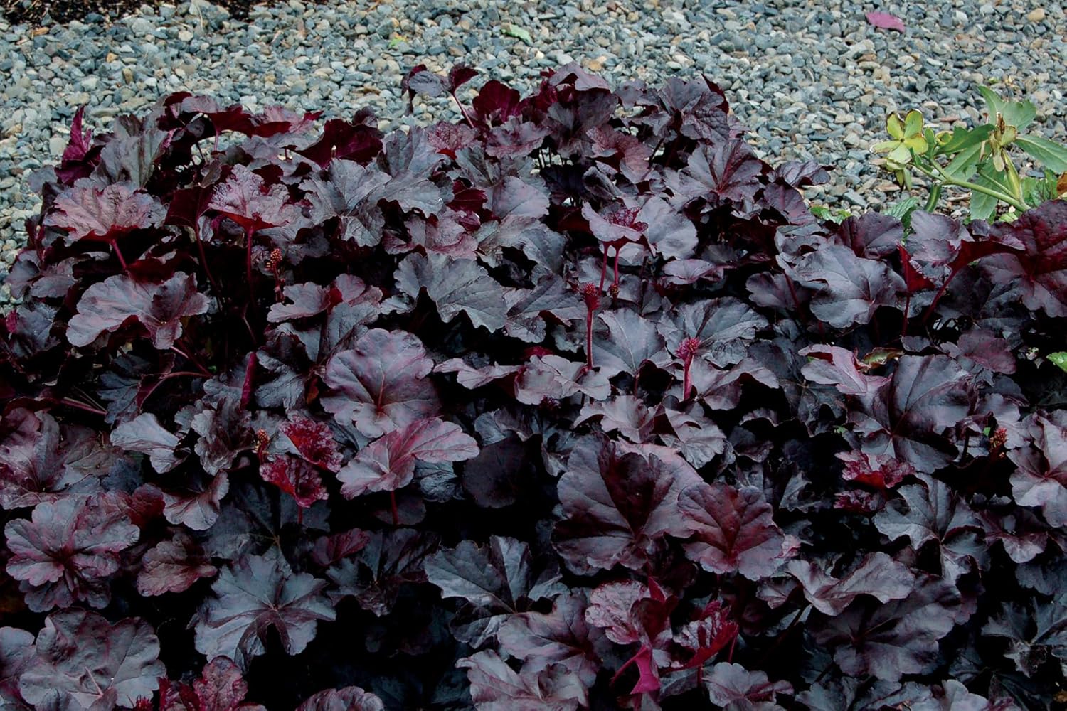 Heuchera Hybride ‚Obsidian' / Purpurglöckchen