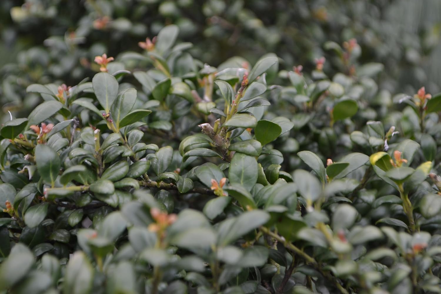 Ilex crenata 'Convexa' Kugel 25-35 cm / Löffel Ilex