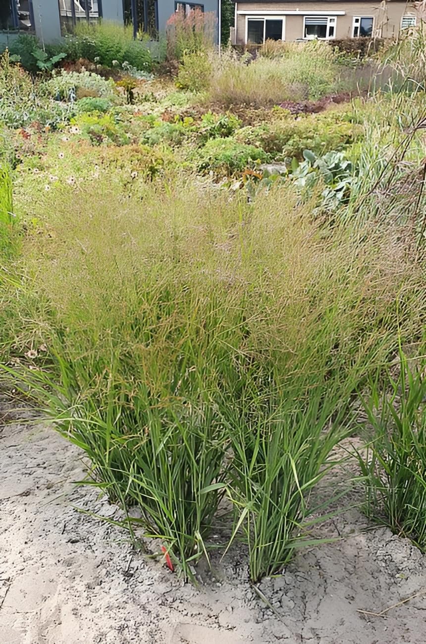 Panicum virgatum 'JS Buffalo Green' / Rutenhirse