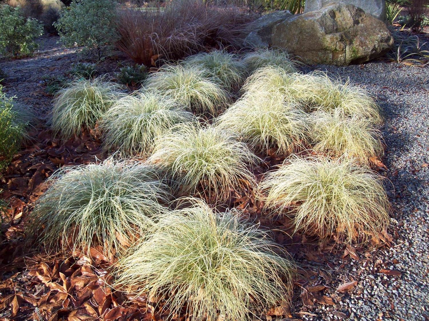 Carex comans 'Amazon Mist' / Neuseeland Segge