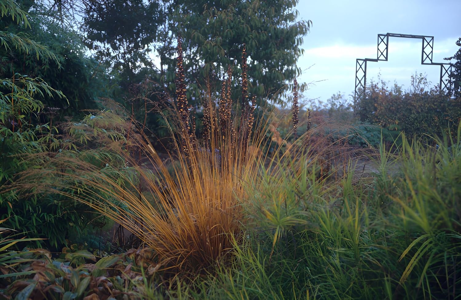 Molinia caerulea 'Poul Petersen' / Kleines Pfeifengras