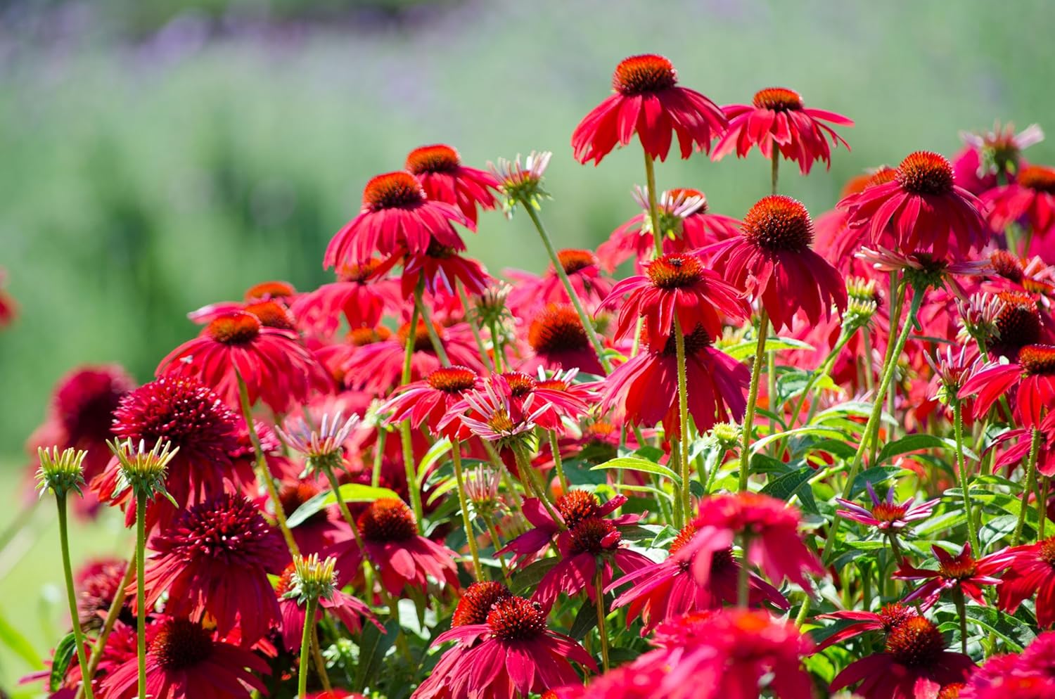 Echinacea purpurea ‚Lakota Red' / Scheinsonnenhut