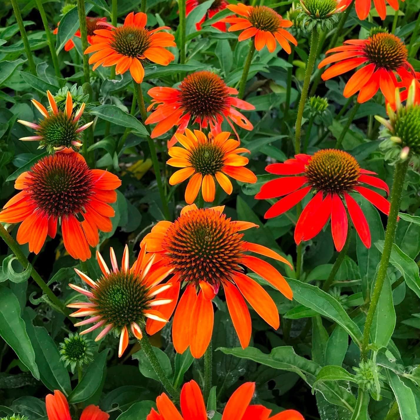 Echinacea purpurea ‚Lakota Orange' / Scheinsonnenhut
